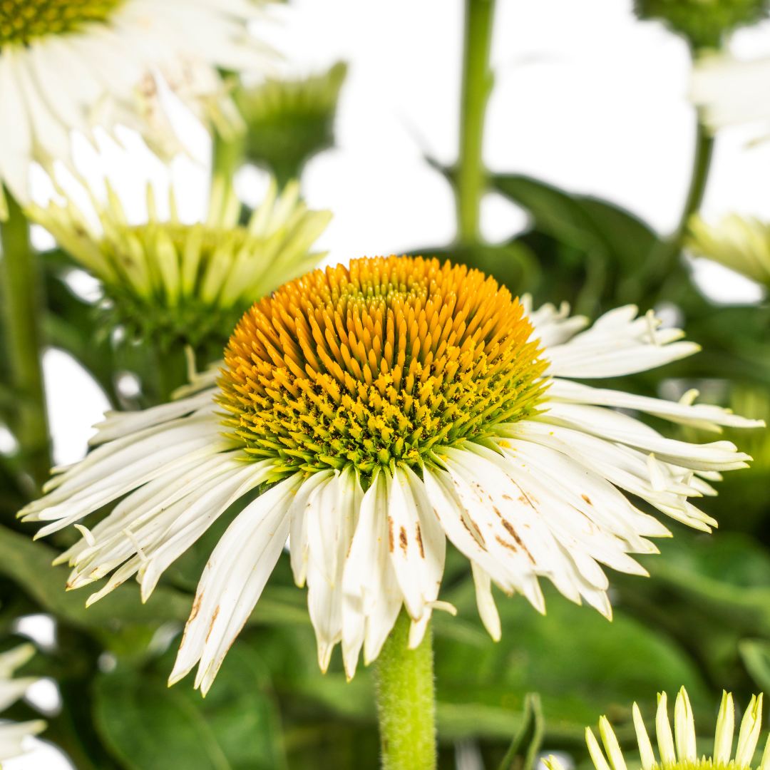 Purpur-Sonnenhut - Echinacea purpurea White | 60-70 cm | Ø19 cm
