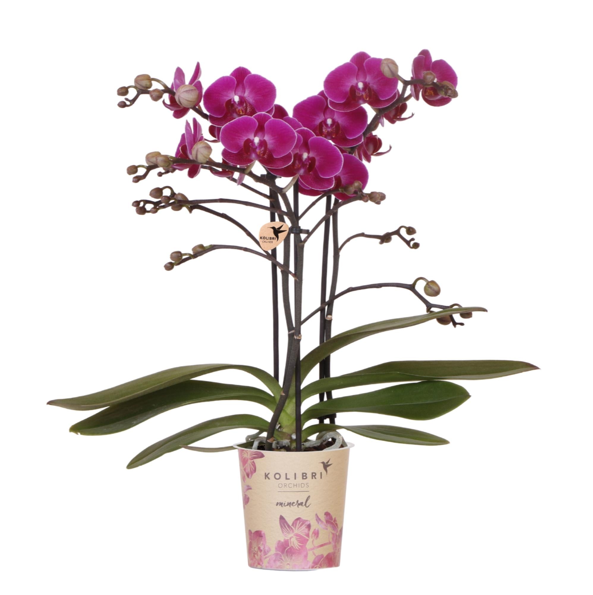 Lila Phalaenopsis Orchidee - Morelia - Topfgröße Ø9cm | blühende Zimmerpflanze - frisch vom Züchter
