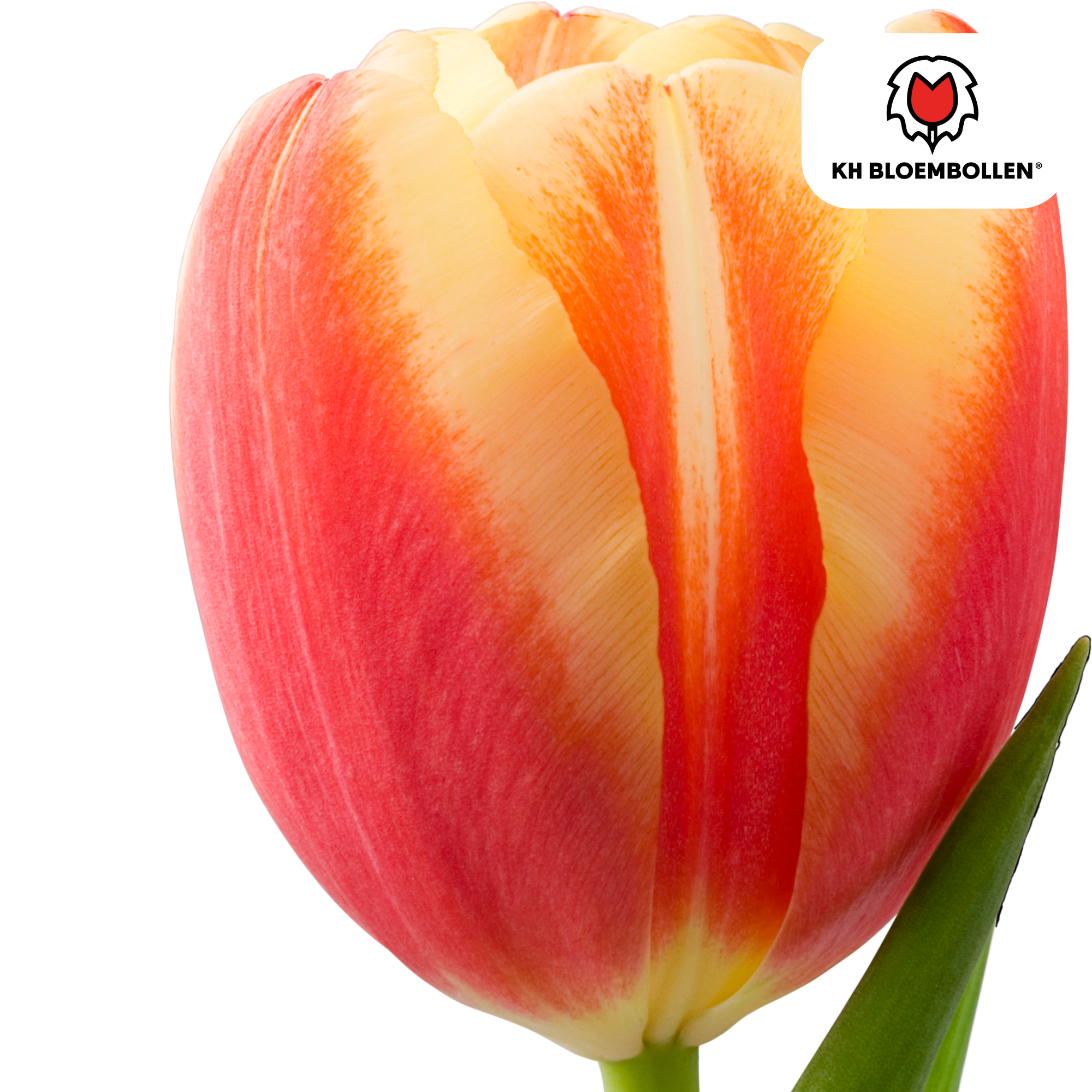 Tulpe Jan Seignette – Tulipa Jan Seignette | ca. 40–50 cm | 20 Zwiebeln Größe 11/12