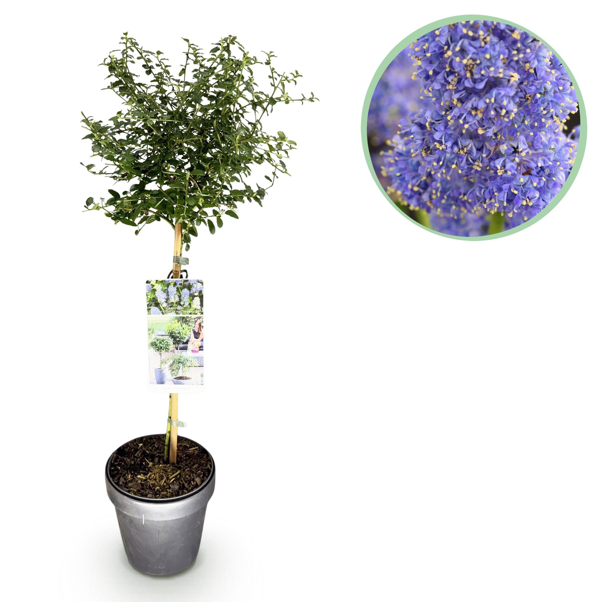 Kalifornischer Flieder – Ceanothus thyrsiflorus 'Repens' | 90 cm | Topfdurchmesser 19 cm