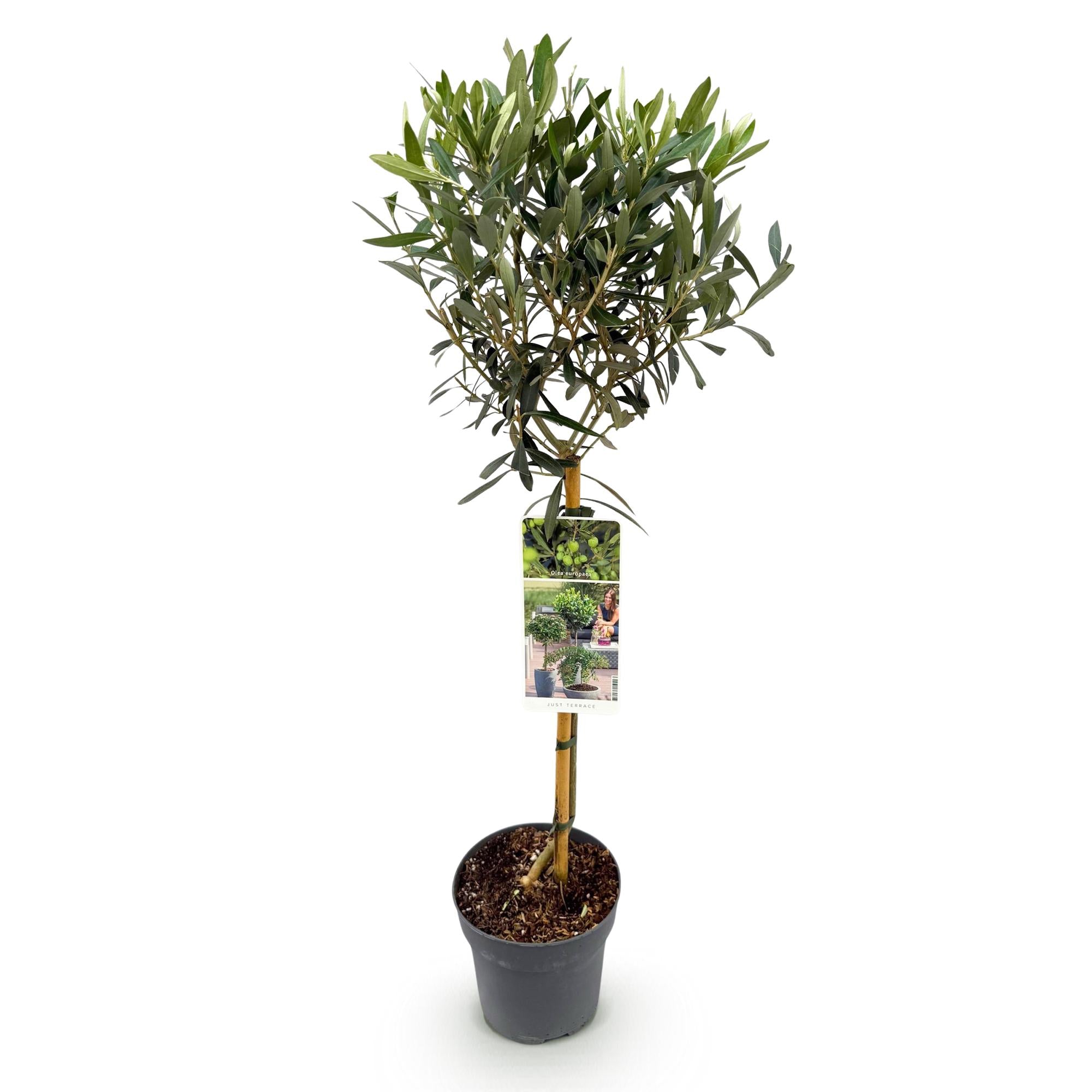 Olivenbaum – Olea europaea | 90 cm |  Ø 19 cm