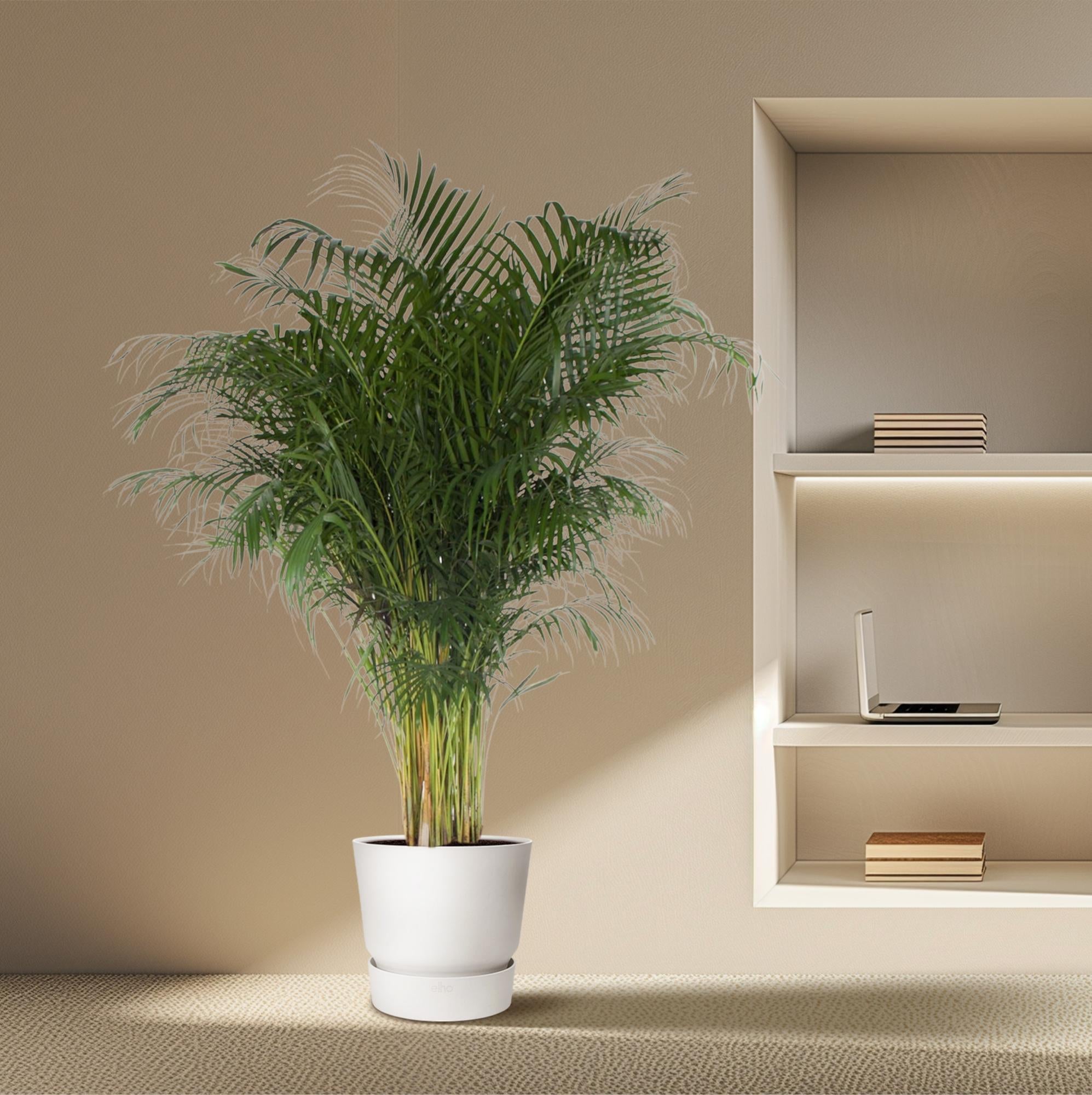 Dypsis Lutescens - Goldfruchtpalme XXL | 200 cm | Ø34 cm