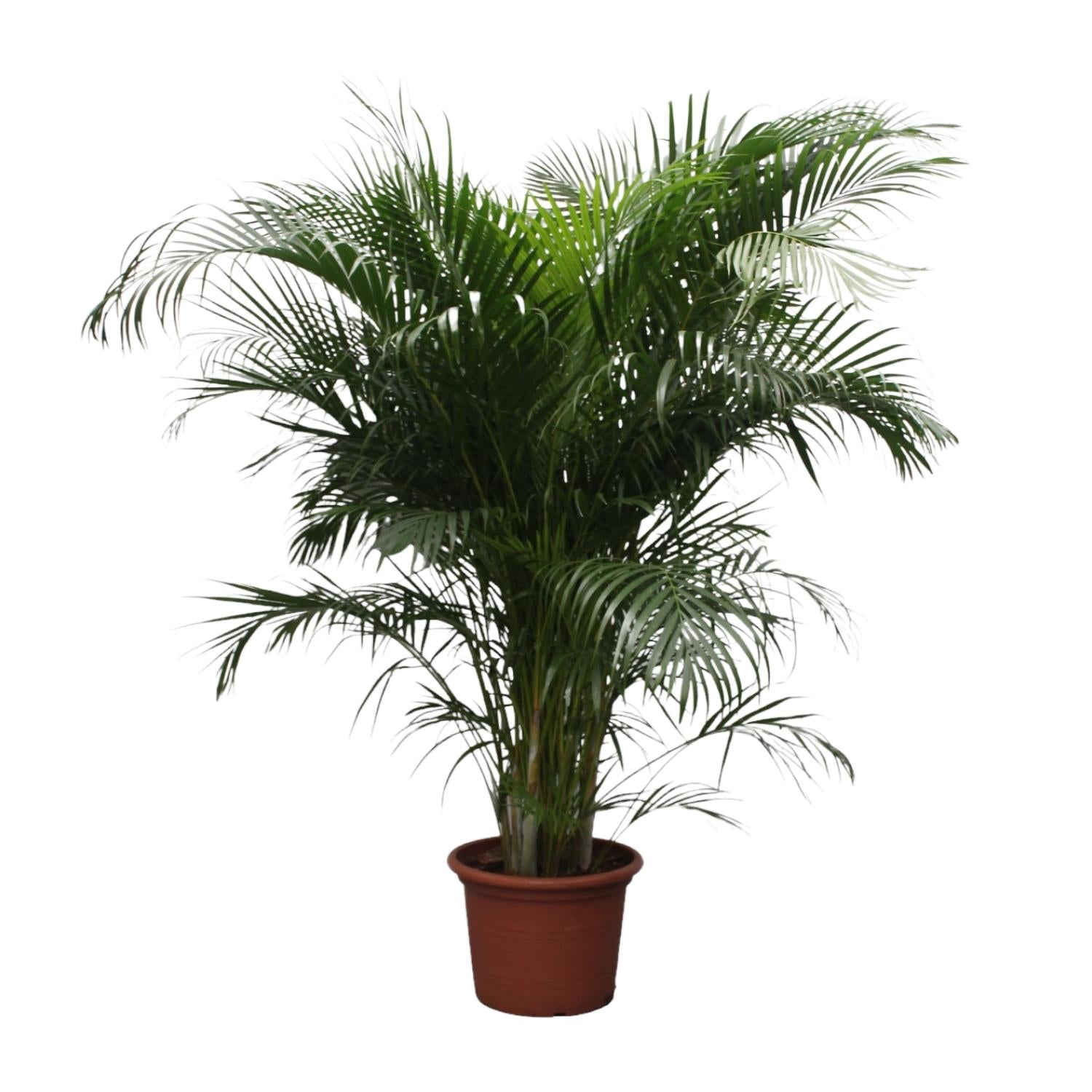 Dypsis Lutescens - Goldfruchtpalme XXL | 230 cm | Ø40 cm
