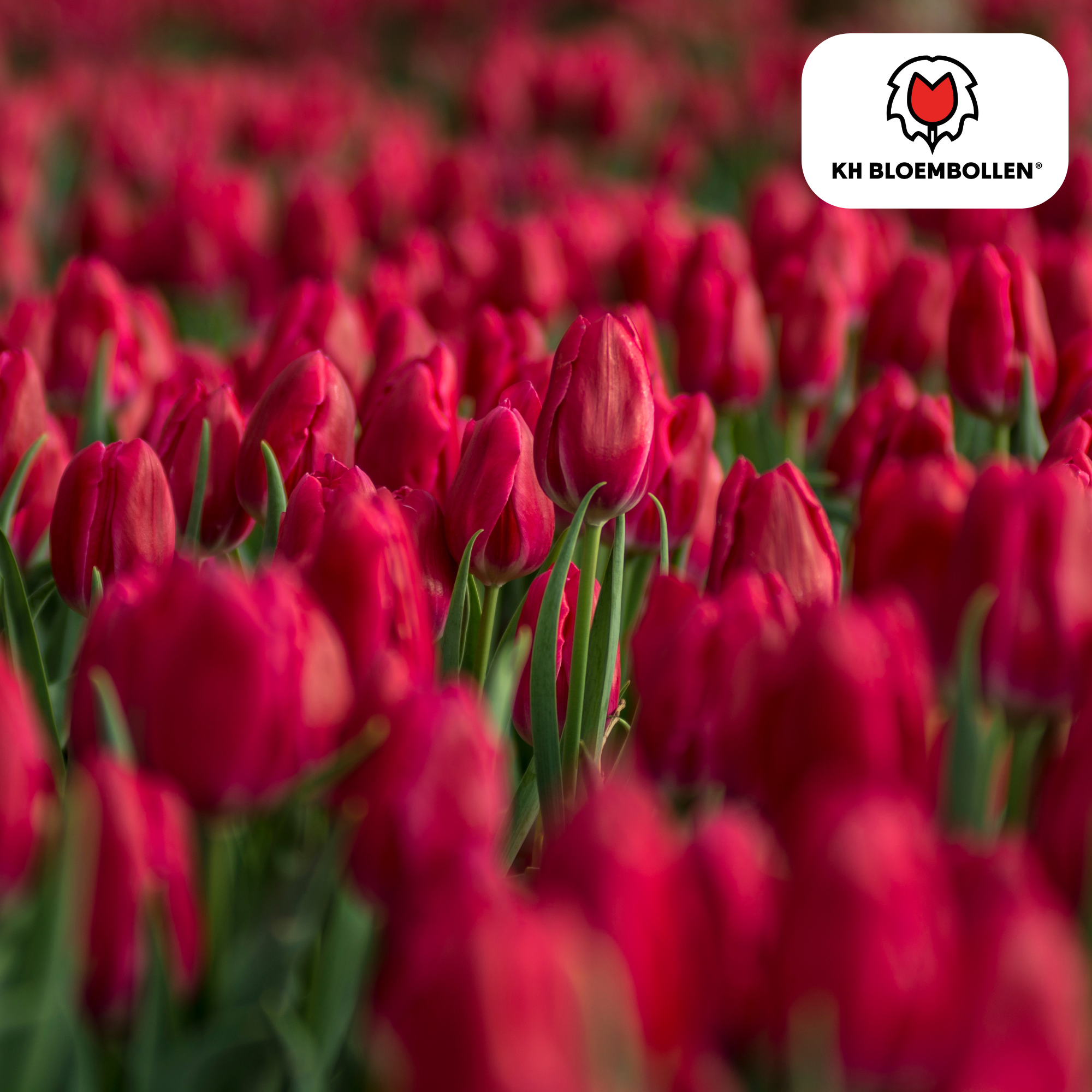 Tulpenzwiebeln – Ile de France | 20 Stück | Zwiebelgröße 11/12