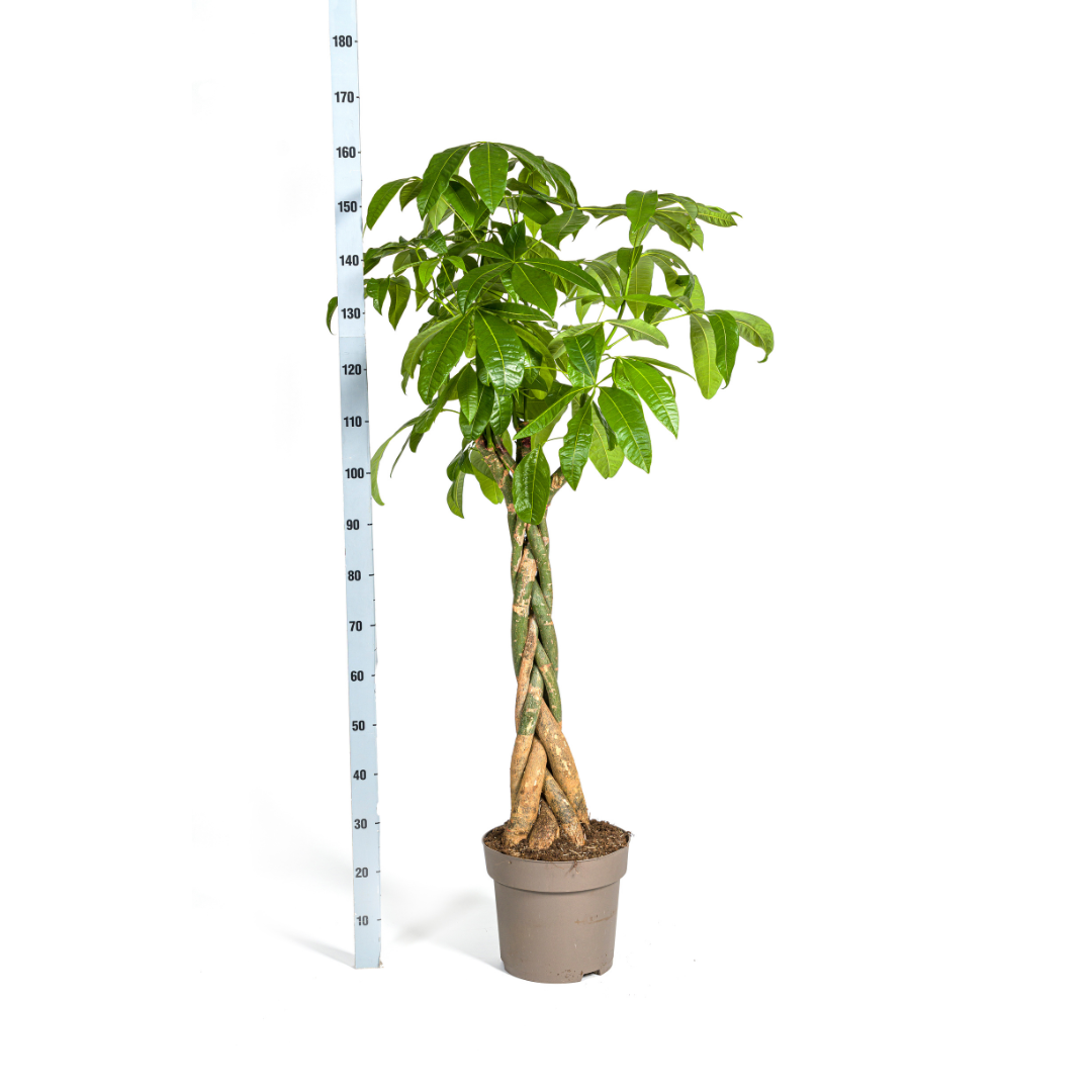 Glückskastanie – Pachira Aquatica | 160–180 cm | Ø30 cm