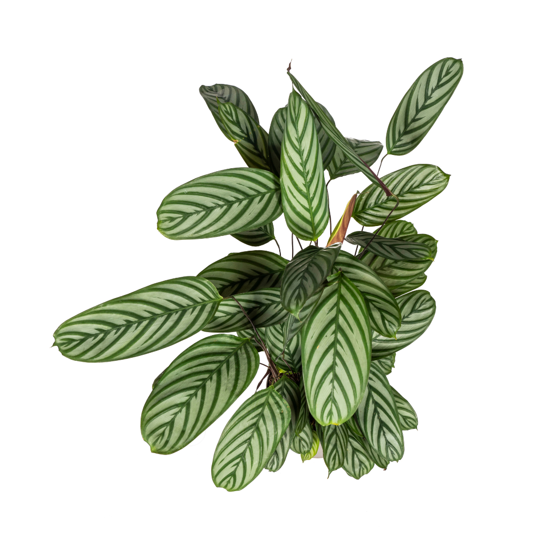 Korbmarante - Calathea Oppenheimiana | 80 - 100cm | Ø24cm