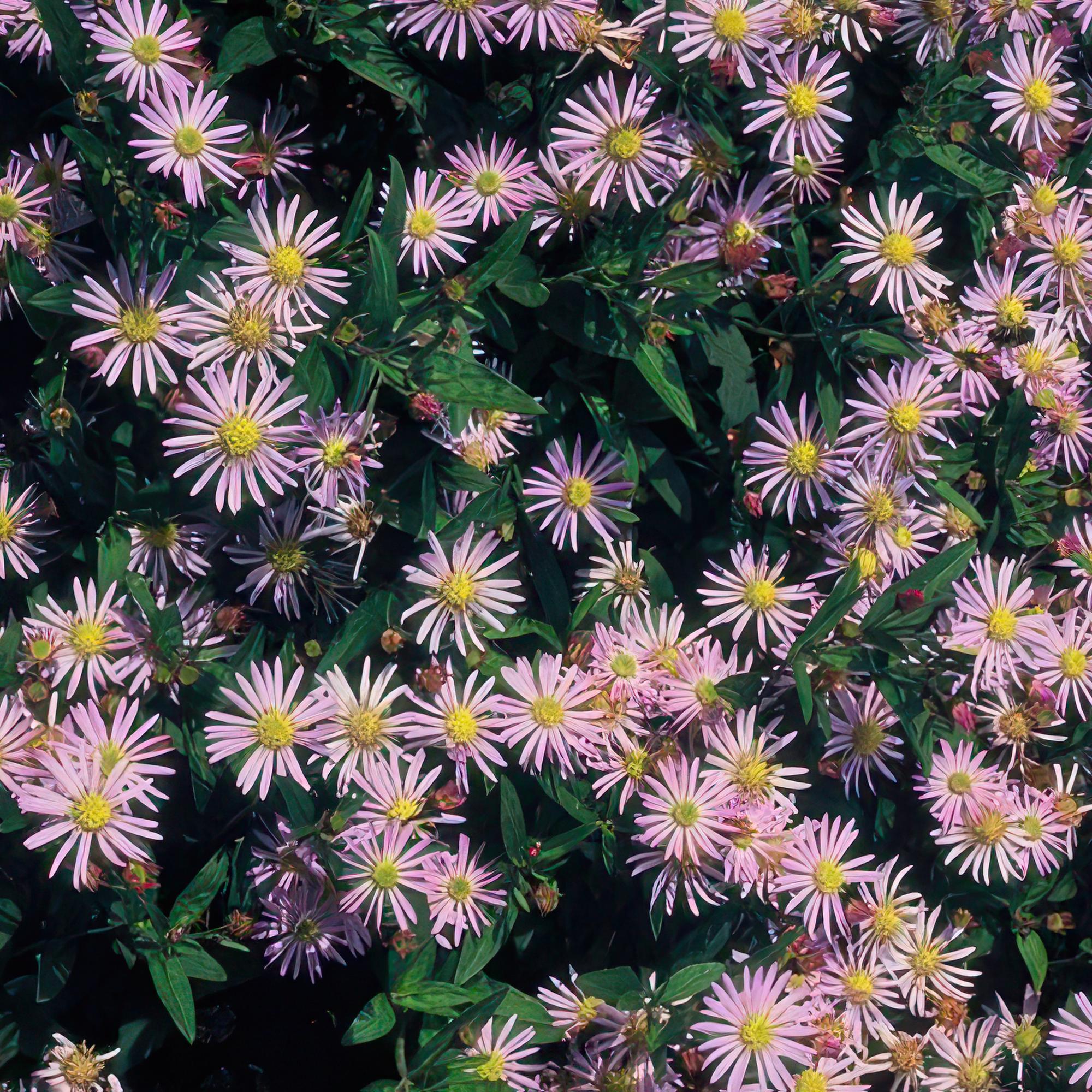 48x Aster ageratoides 'Asran' - ↕10-25cm - Ø9cm