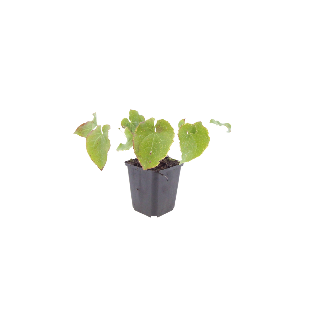 12x Elfenblume - Epimedium perralchicum ‘Frohnleiten’ | 10-25 cm | Ø9 cm