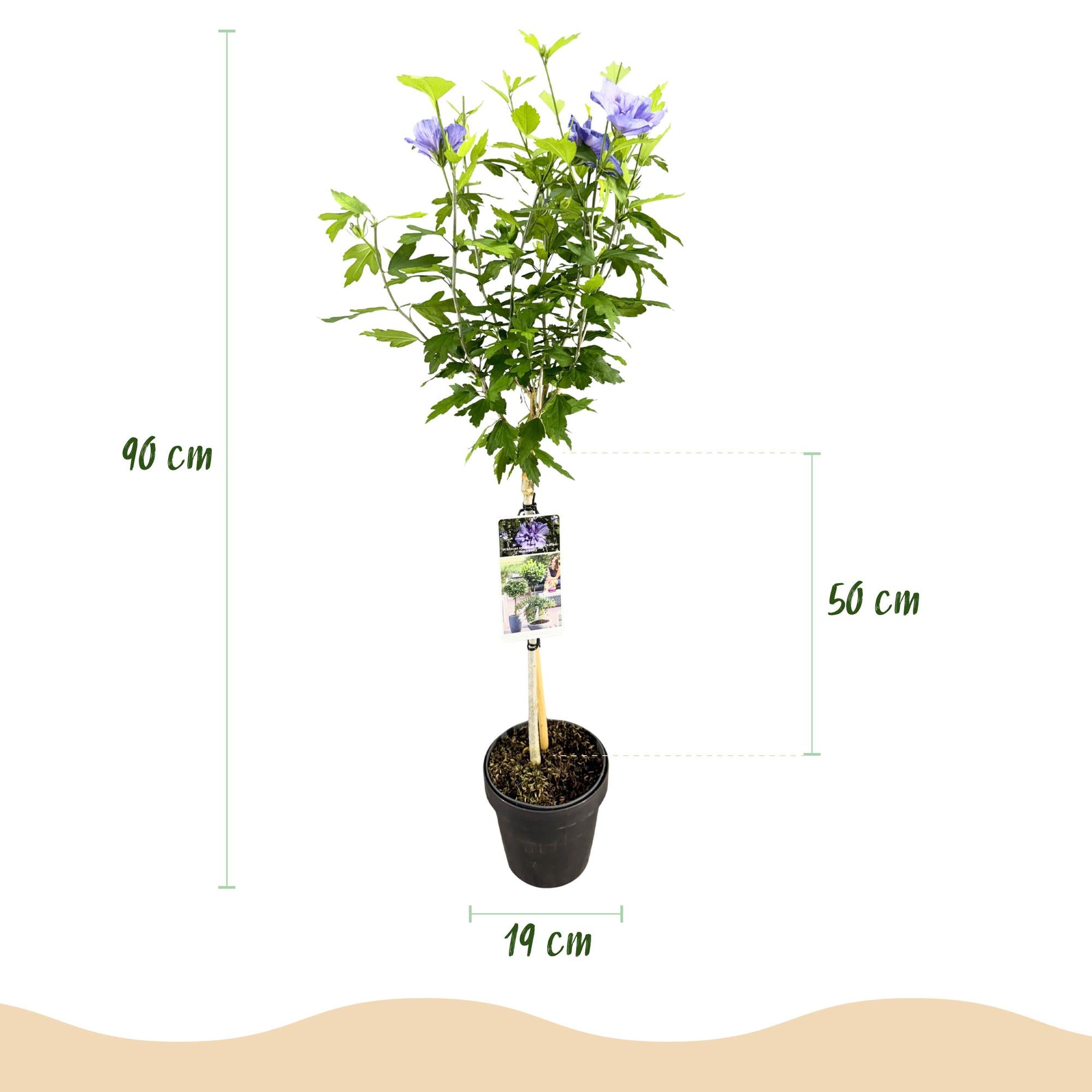 Garteneibisch Blue Chiffon® – Hibiscus syriacus | Stammpflanze | 90 cm | Ø19 cm