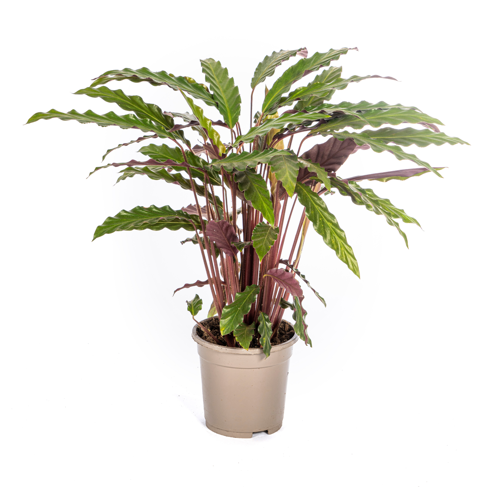 Samtige Korbmarante - Calathea Rufibarba | 40 - 50cm | Ø17cm