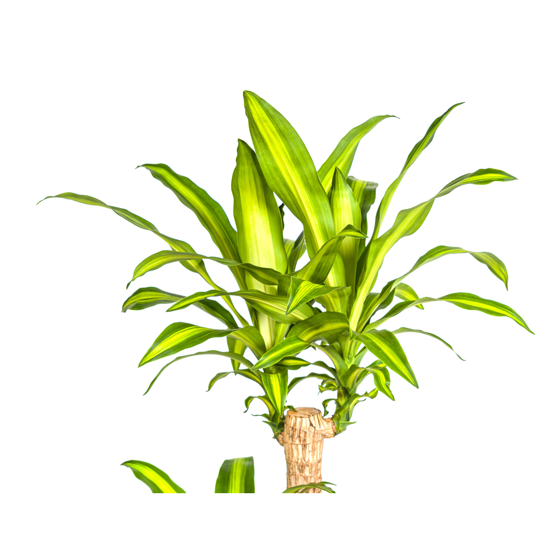 Duftender Drachenbaum - Dracaena Fragrans Massangeana | 130 - 150cm | Ø24cm