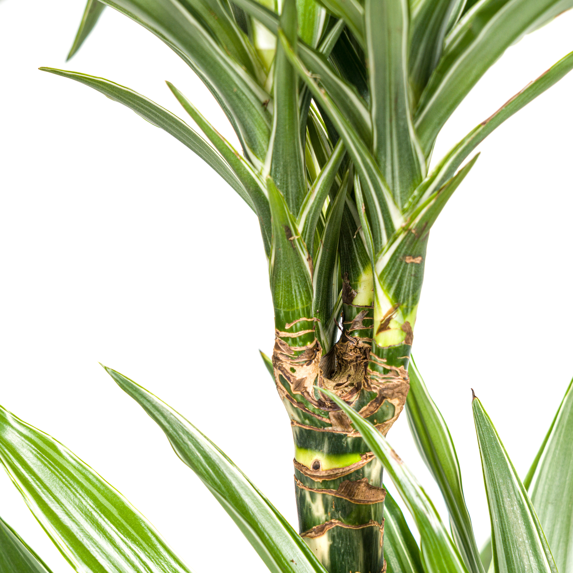 Drachenbaum - Dracaena Deremensis White Stripe | 70 - 90cm | Ø19cm