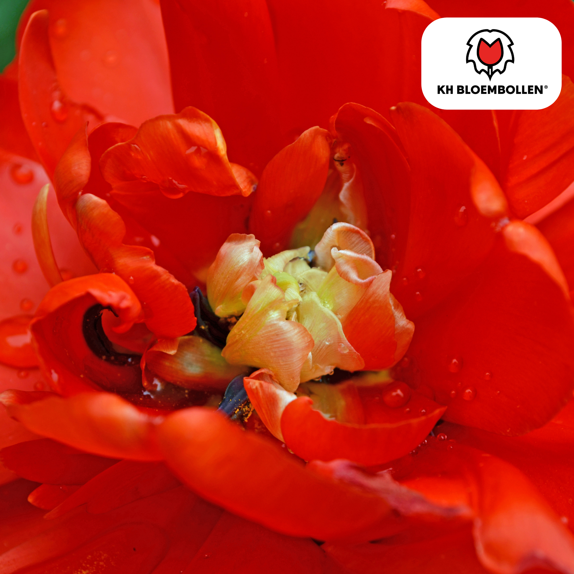 Tulpenzwiebeln – Bombastic Red | 20 Stück | Zwiebelgröße 11/12
