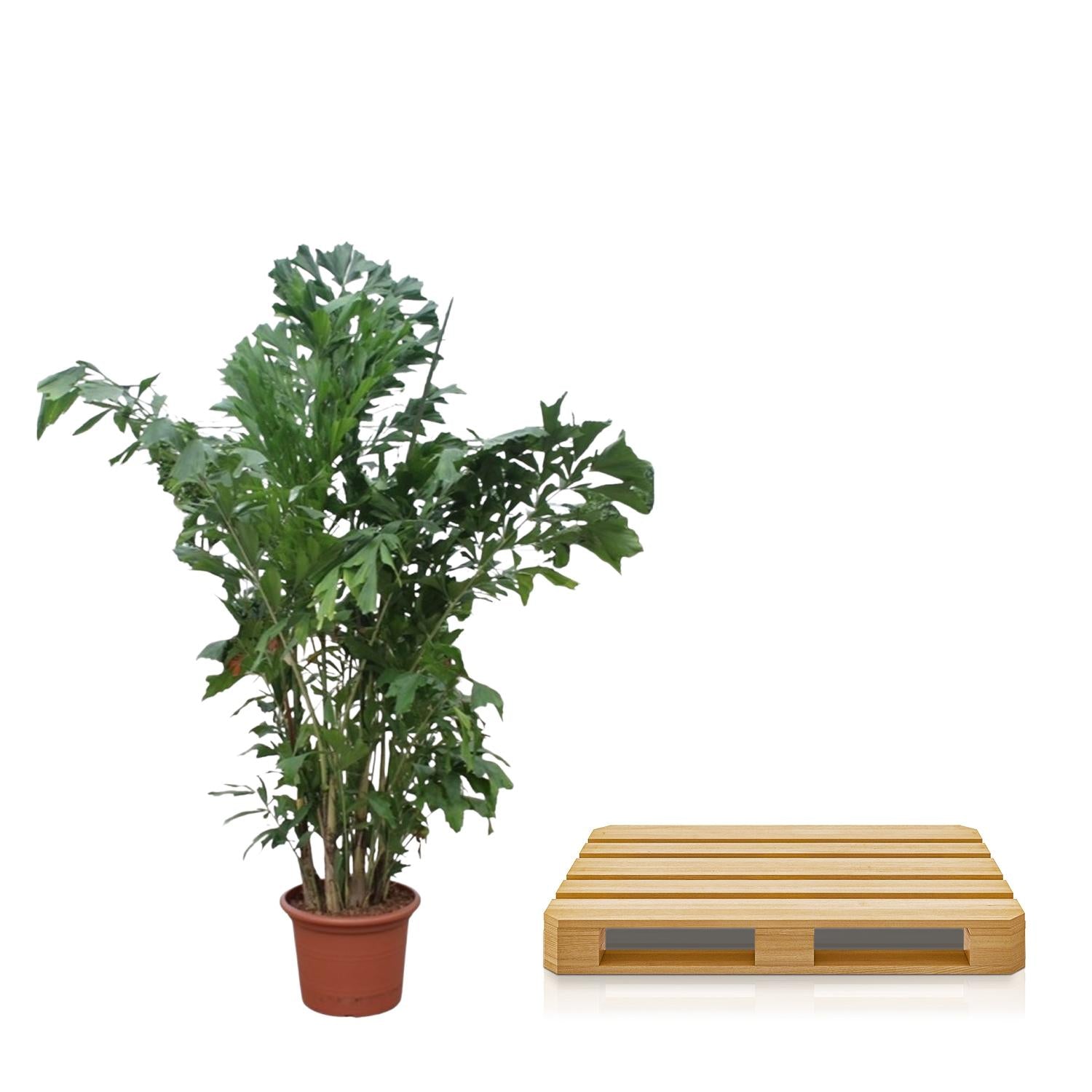 Caryota Mitis - Fischschwanzpalme XXL | 220 cm | Ø45 cm