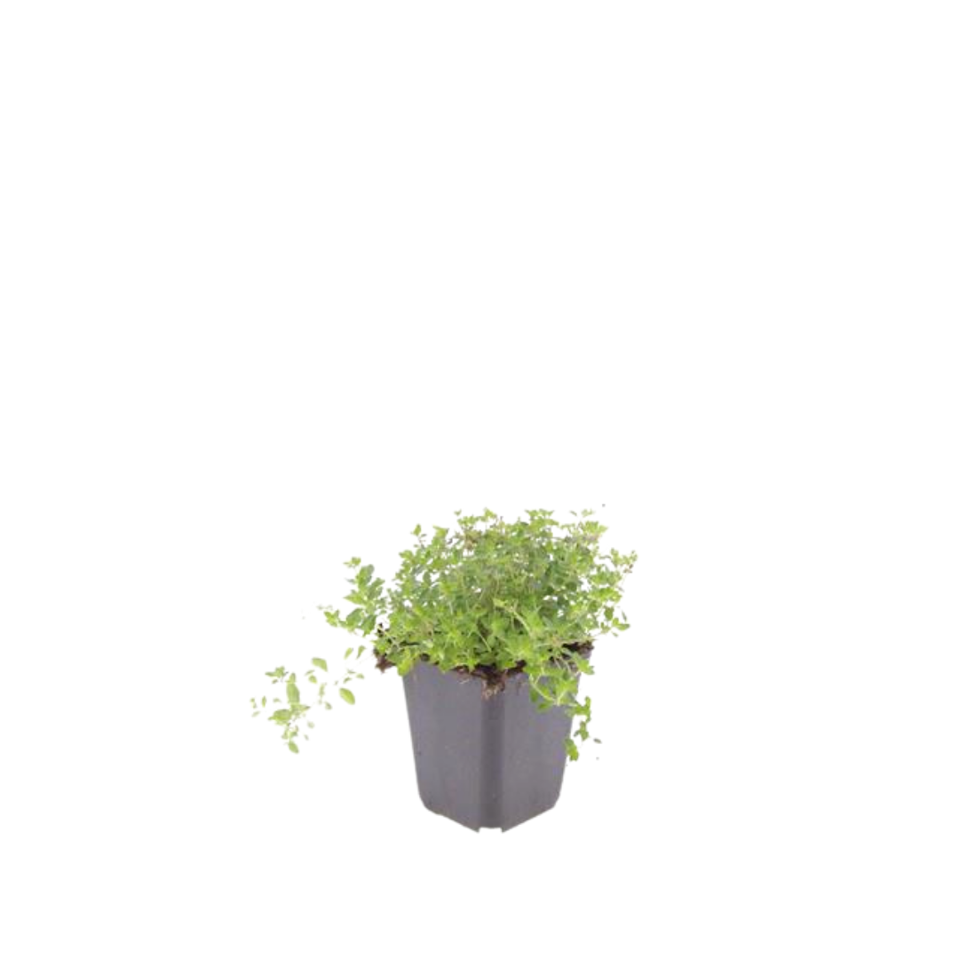 24x Sand-Thymian - Thymus serpyllum | 10-25 cm | Ø9 cm