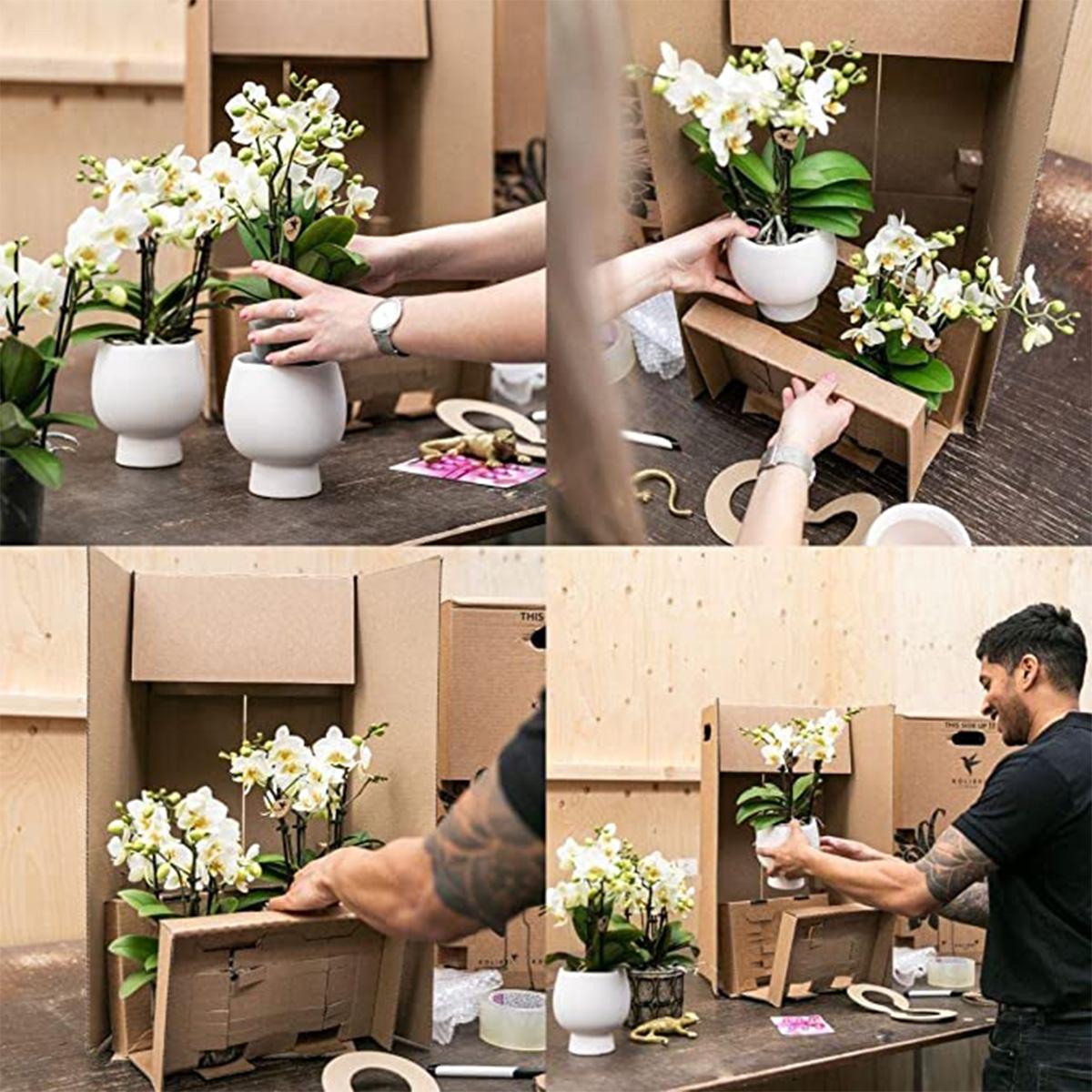 Weiße Phalaenopsis-Orchidee - Lausanne - Topfgröße Ø9cm | Blühende Zimmerpflanze - frisch vom Züchter