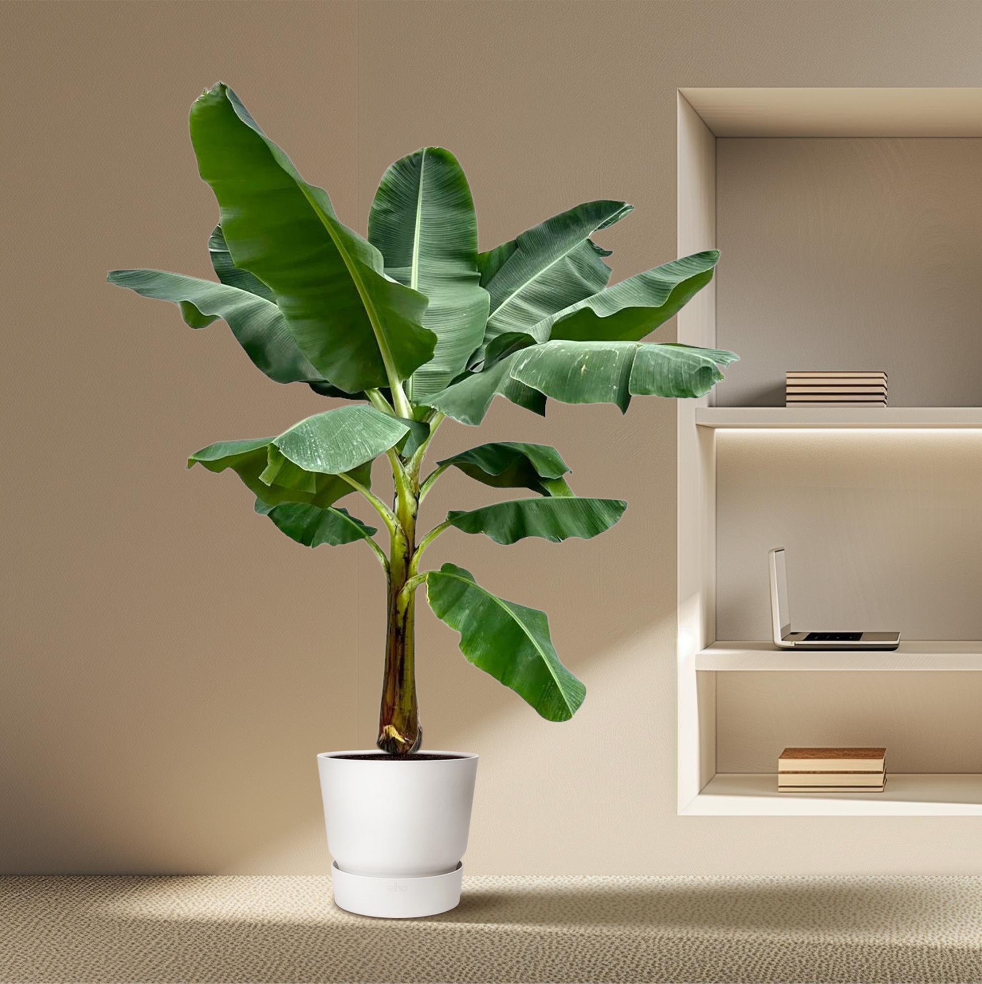 Musa - Bananenpflanze XXL | 250 cm | Ø30 cm