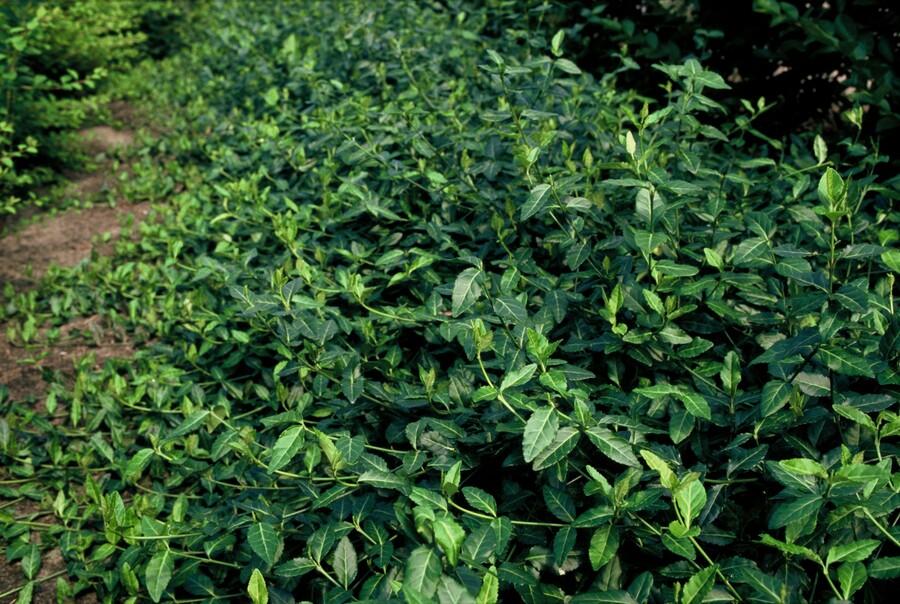 24x Rankender Spindelstrauch - Euonymus fort. 'Dart's Blanket' | 10-25cm | Ø9cm