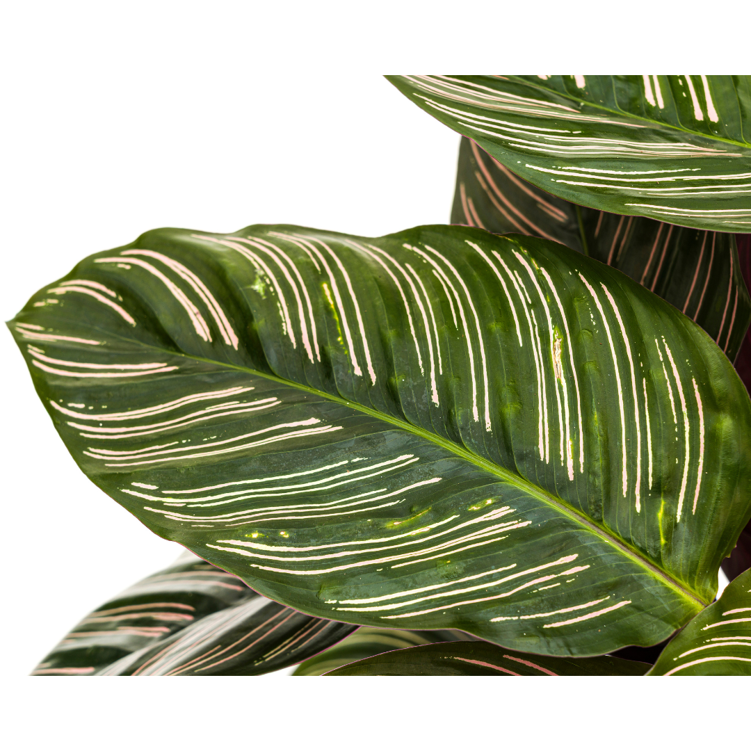 Korbmarante - Calathea Ornata Sanderiana | 60 - 80cm | Ø27cm