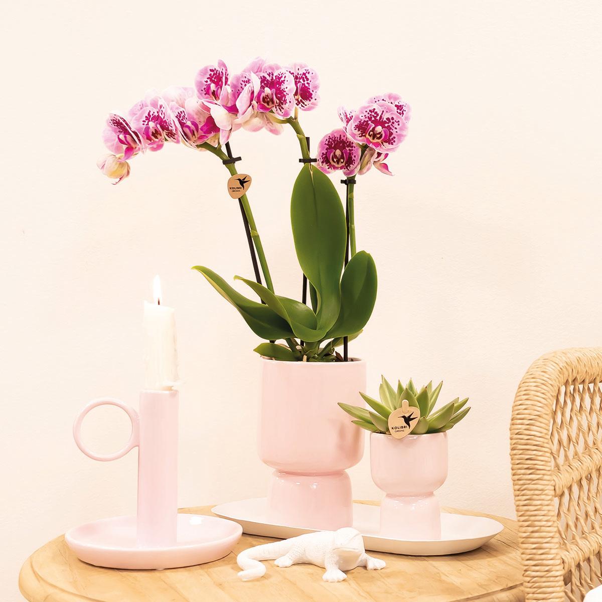 Rosa lila Phalaenopsis Orchidee - El Salvador - Topfgröße Ø9cm | blühende Zimmerpflanze - frisch vom Züchter