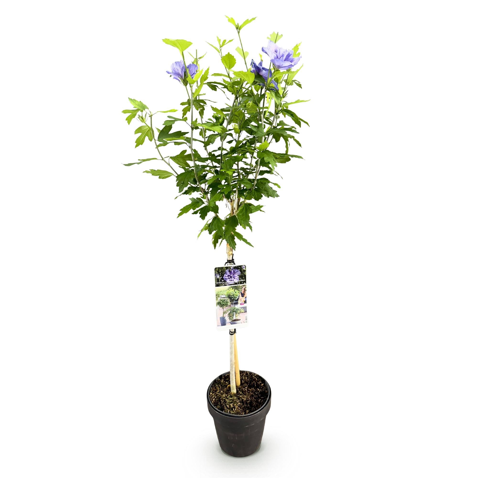 Garteneibisch Blue Chiffon® – Hibiscus syriacus | Stammpflanze | 90 cm | Ø19 cm