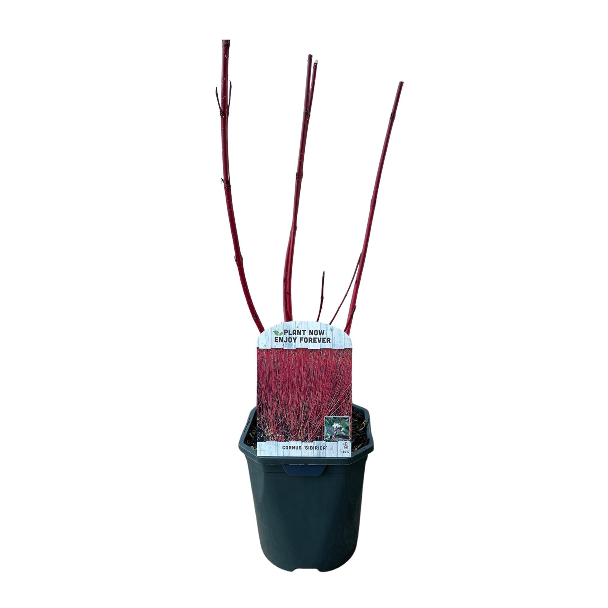 Sibirischer Hartriegel - Cornus sibirica | Topf 17cm Höhe 45cm