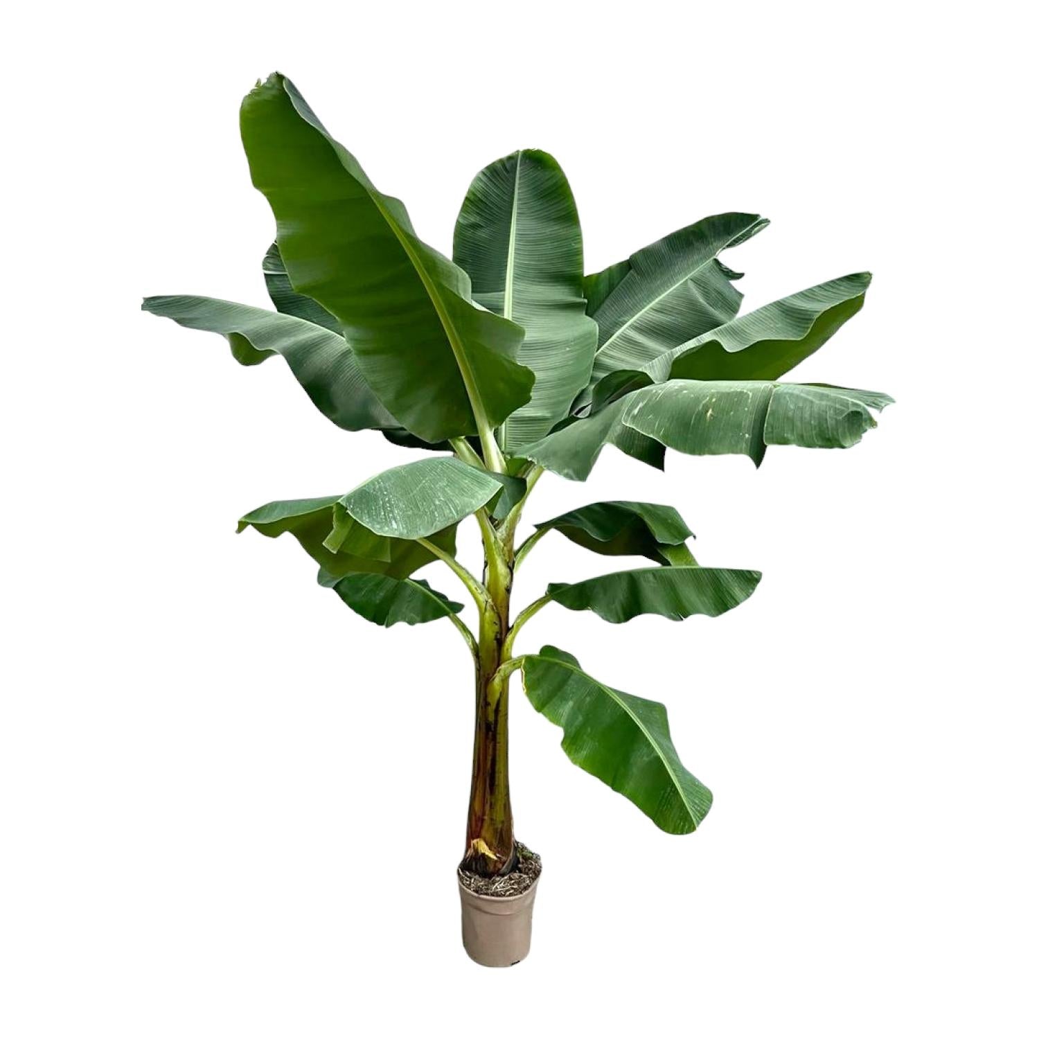 Musa - Bananenpflanze XXL | 250 cm | Ø30 cm