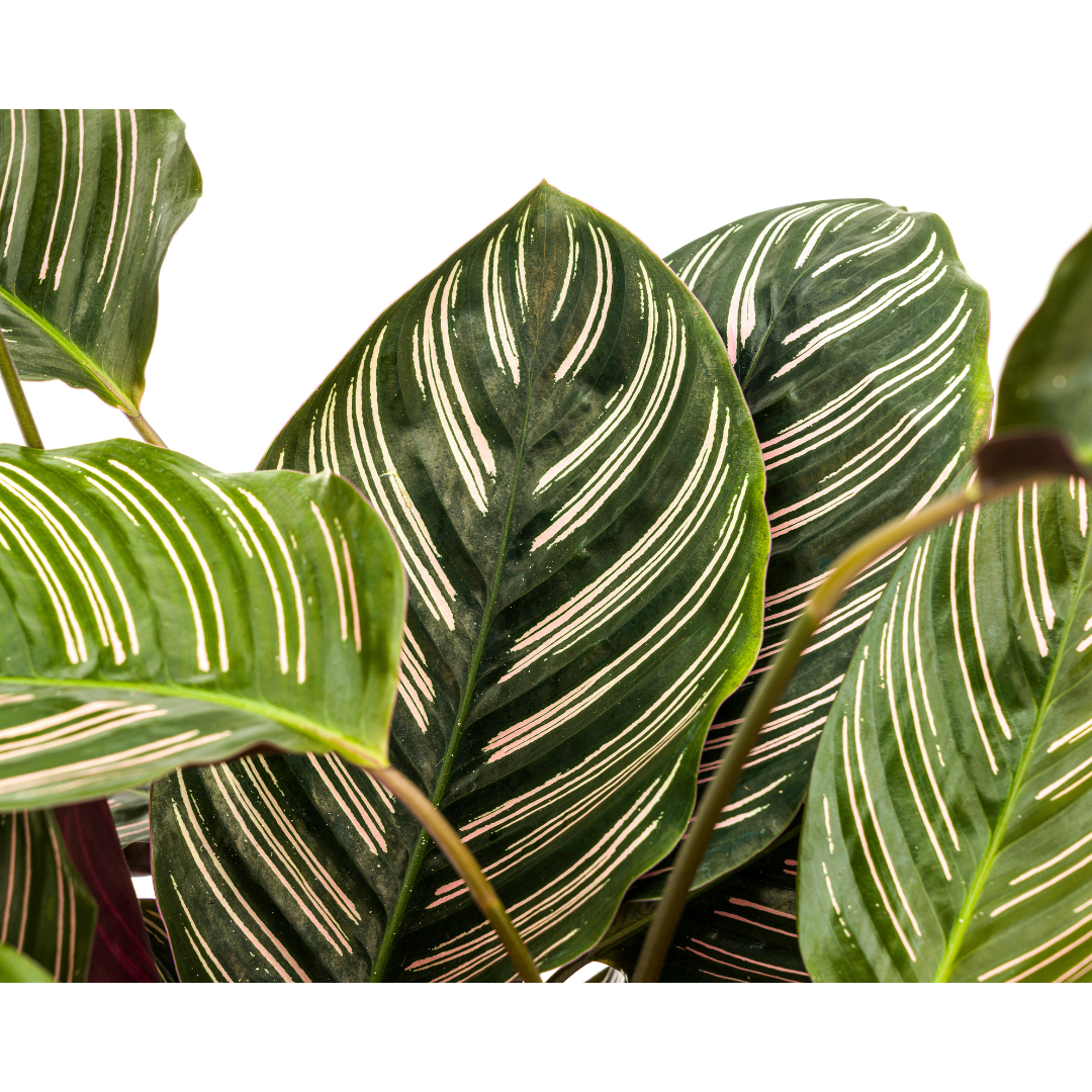 Korbmarante - Calathea Ornata Sanderiana | 60 - 80cm | Ø27cm