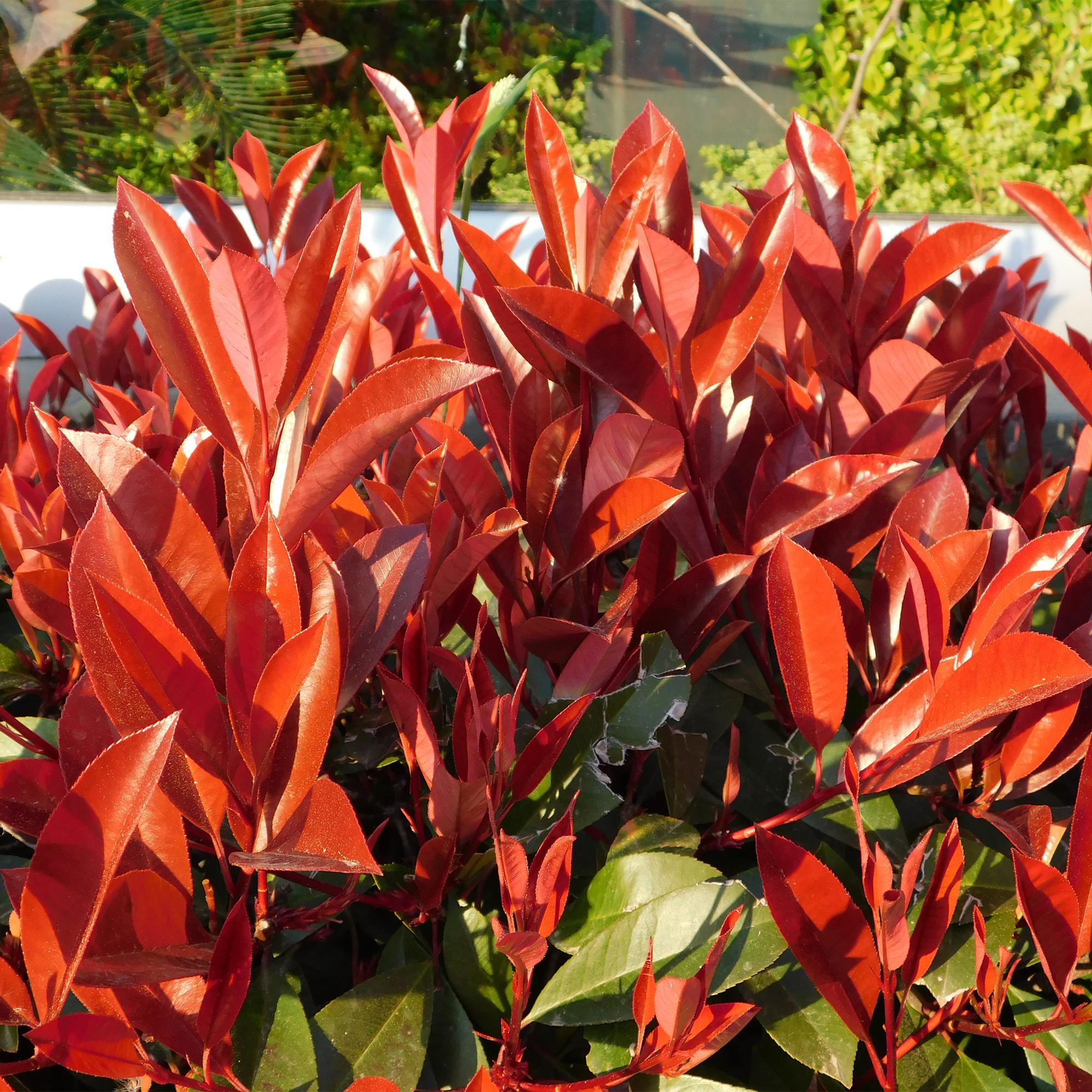 8x Rote Glanzmispel - Photnia fraseri Red Robin | 8 Pflanzen - 1 laufender Meter | Topf 9cm - Höhe 30-35cm