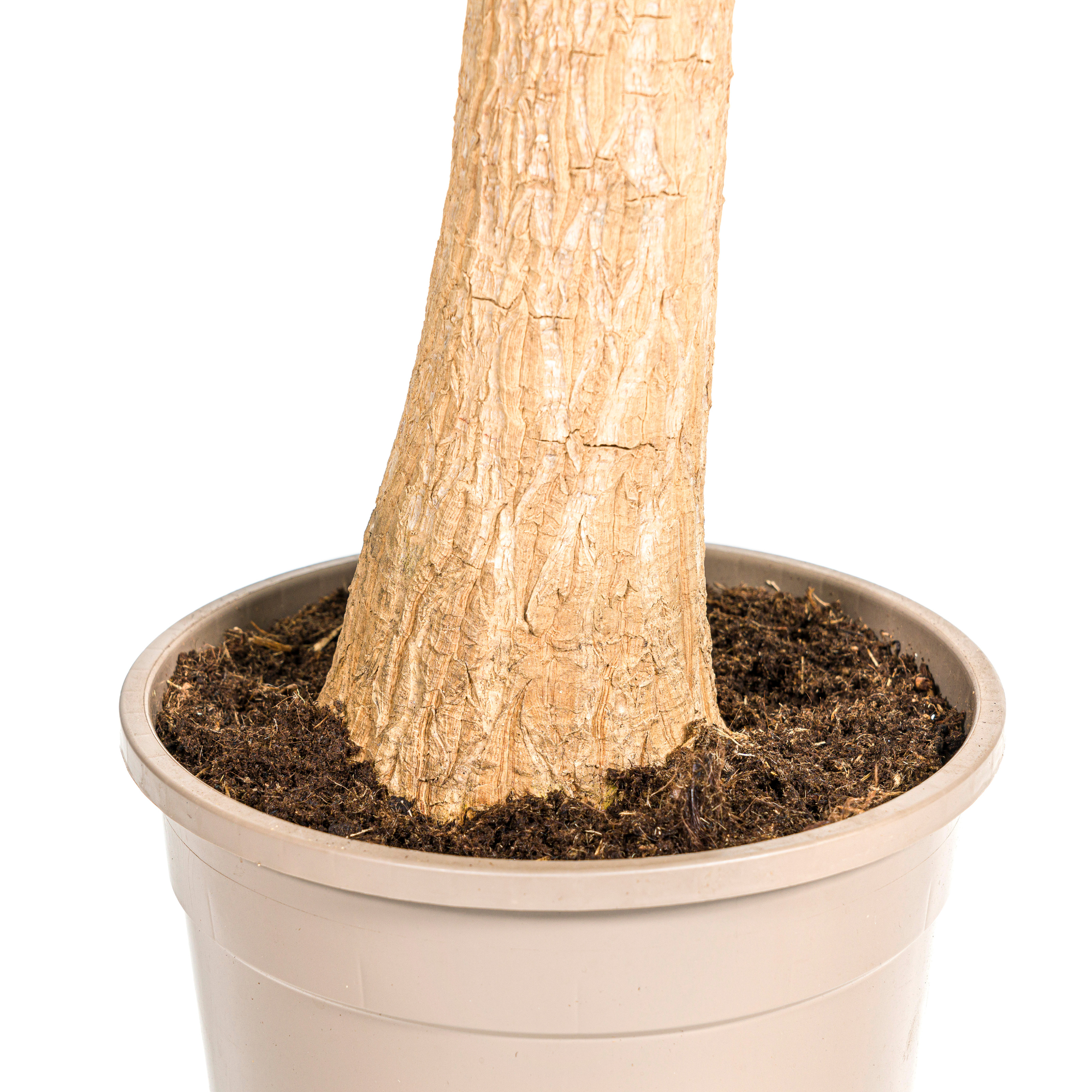 Elefantenfuß – Beaucarnea Recurvata | 80–100 cm | Ø24 cm