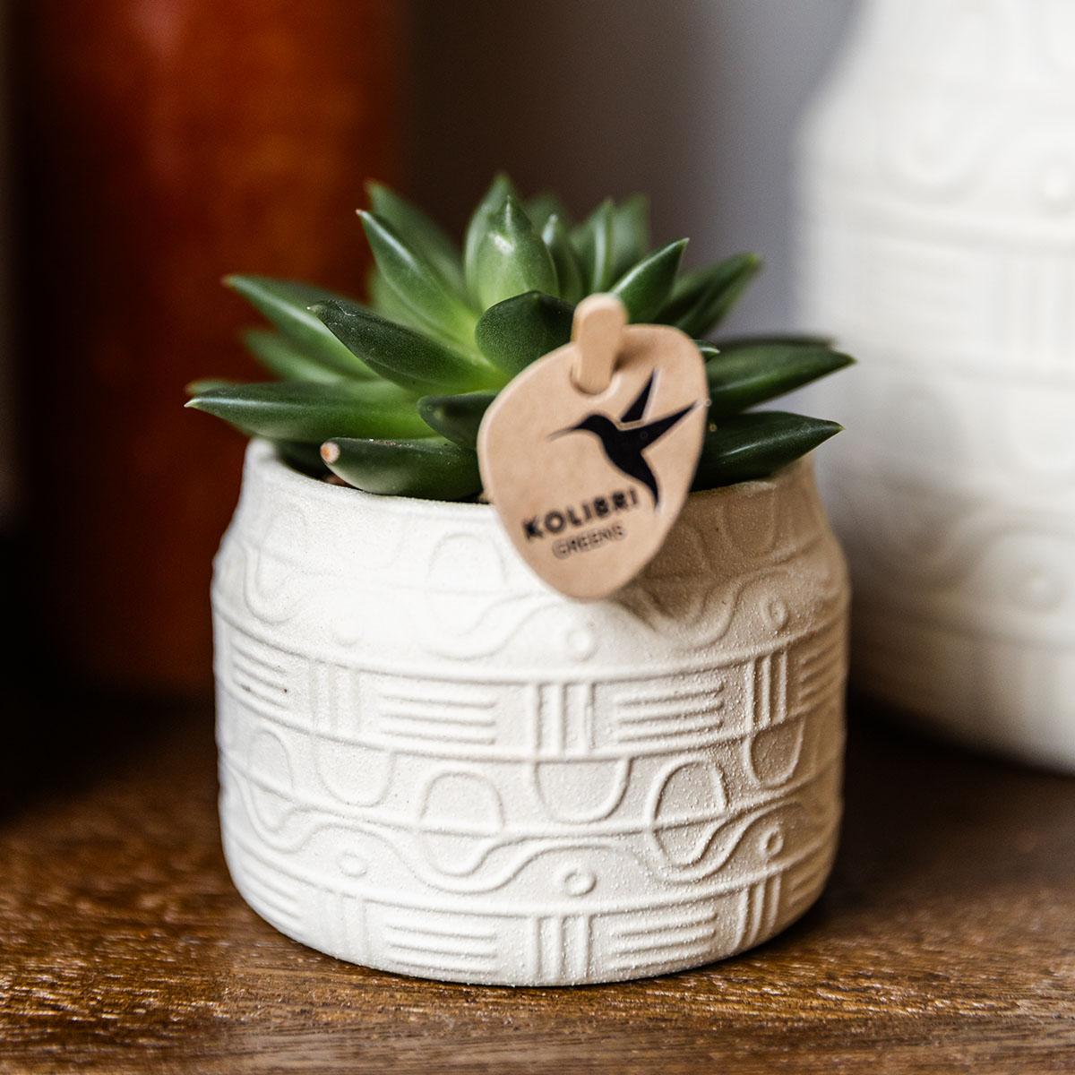 Echeveria Miranda – Sukkulente Zimmerpflanze | Ø9 cm