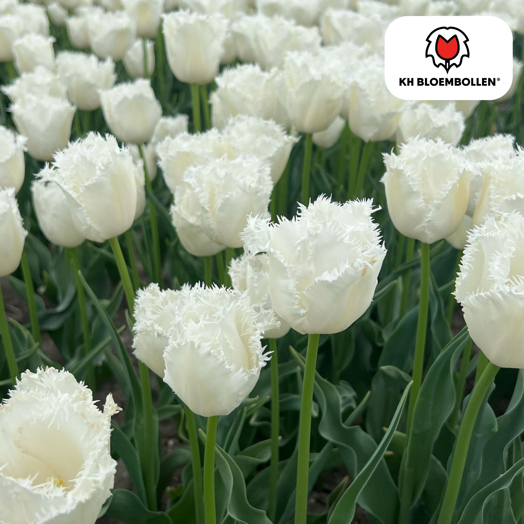 Tulpenzwiebeln – Honeymoon | 20 Stück | Zwiebelgröße 11/12