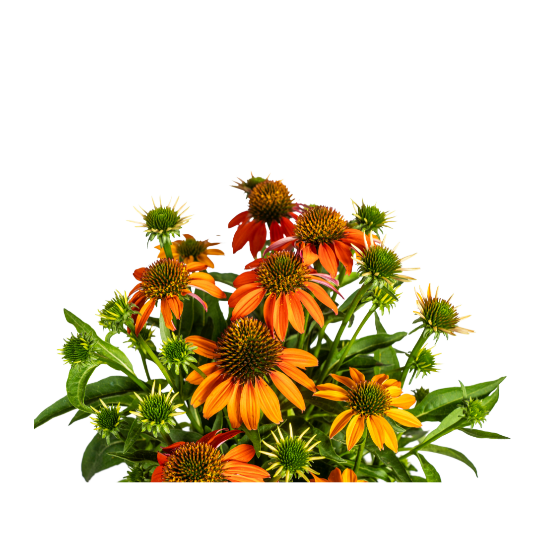 Purpur-Sonnenhut - Echinacea purpurea Orange | 60-70 cm | Ø19 cm
