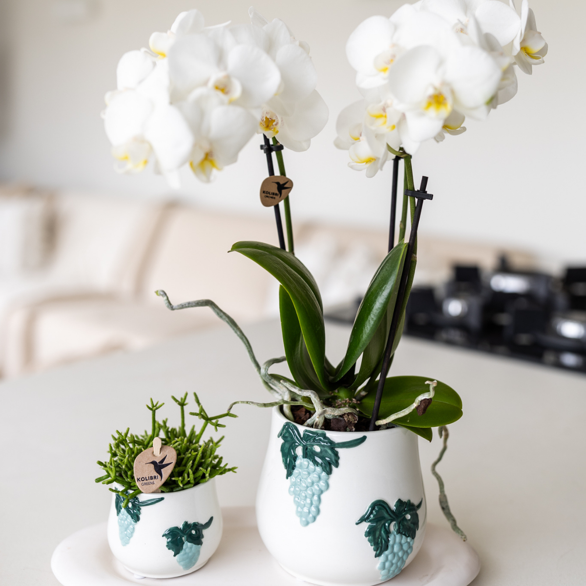 Weiße Phalaenopsis-Orchidee - Amabilis - Topfgröße Ø9cm | blühende Zimmerpflanze - frisch vom Züchter