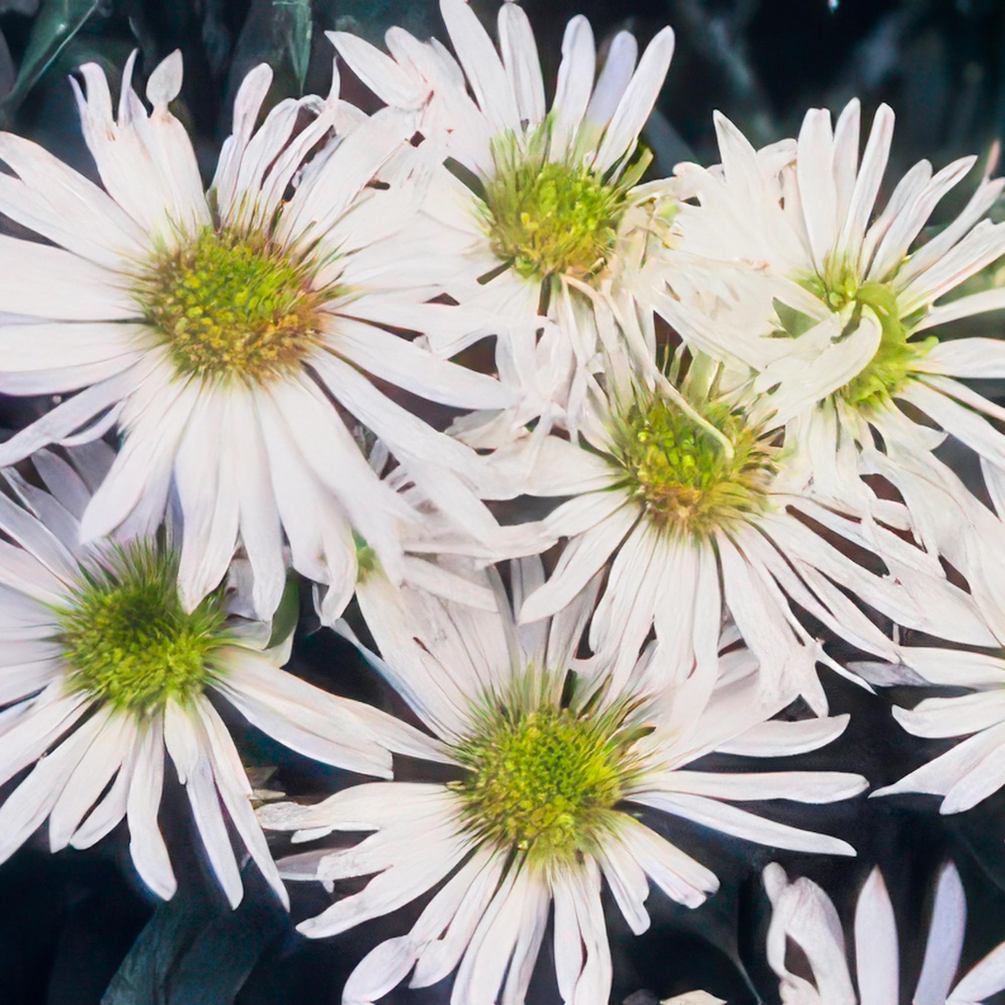 48x Herbstaster - Aster ageratoides 'Ashvi' | 10-25cm | Ø9cm