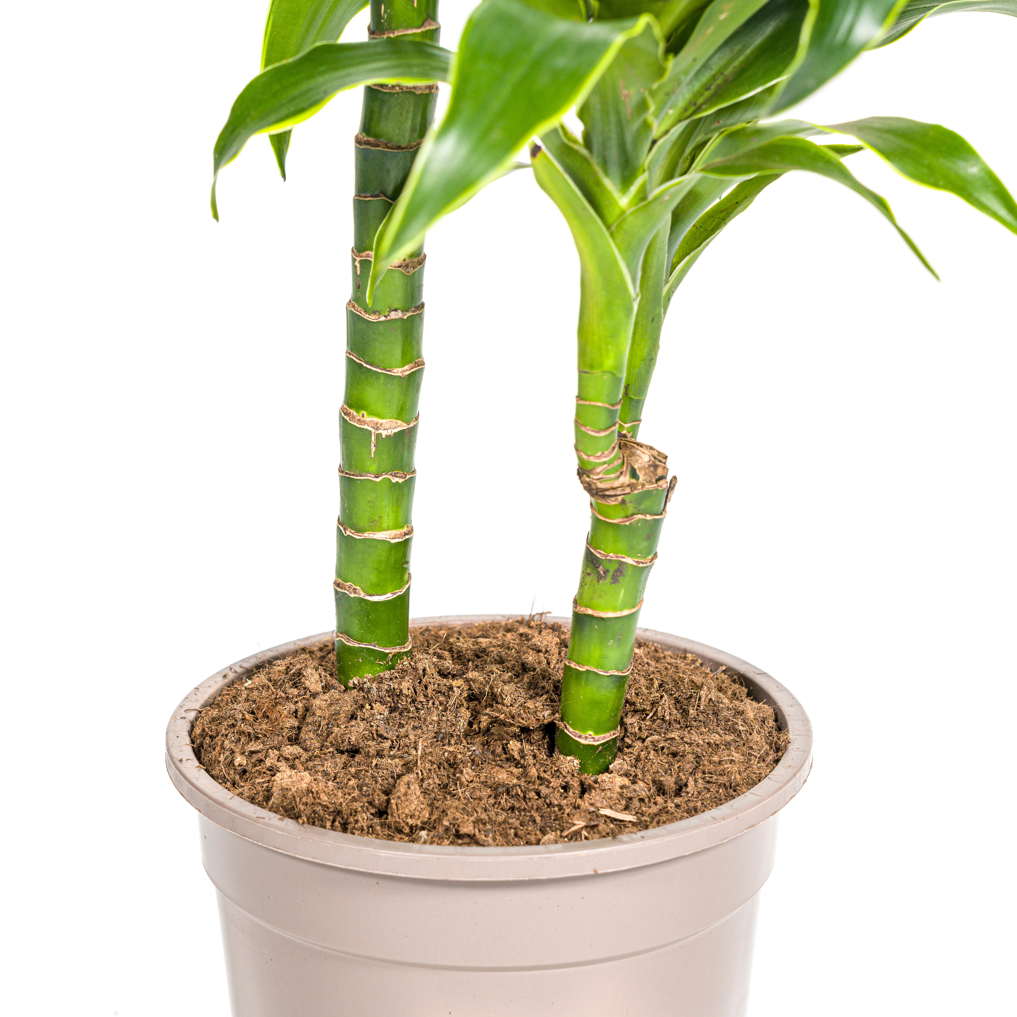 Goldener Drachenbaum - Dracaena Deremensis Dorado | 70 - 90cm | Ø19cm
