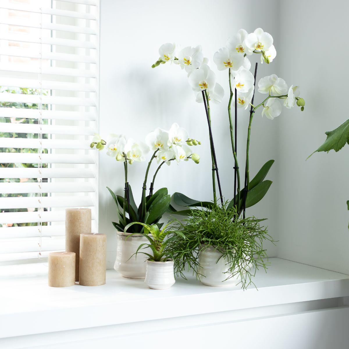 Weiße Phalaenopsis Orchidee Topfgröße - Jewel Ghent - Topfgröße Ø12cm | blühende Zimmerpflanze - frisch vom Züchter