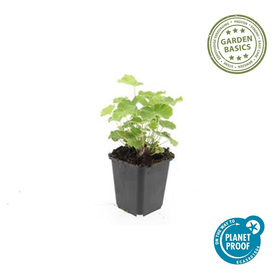 48x Frauenmantel - Alchemilla mollis | ↕10-25cm | Ø9cm