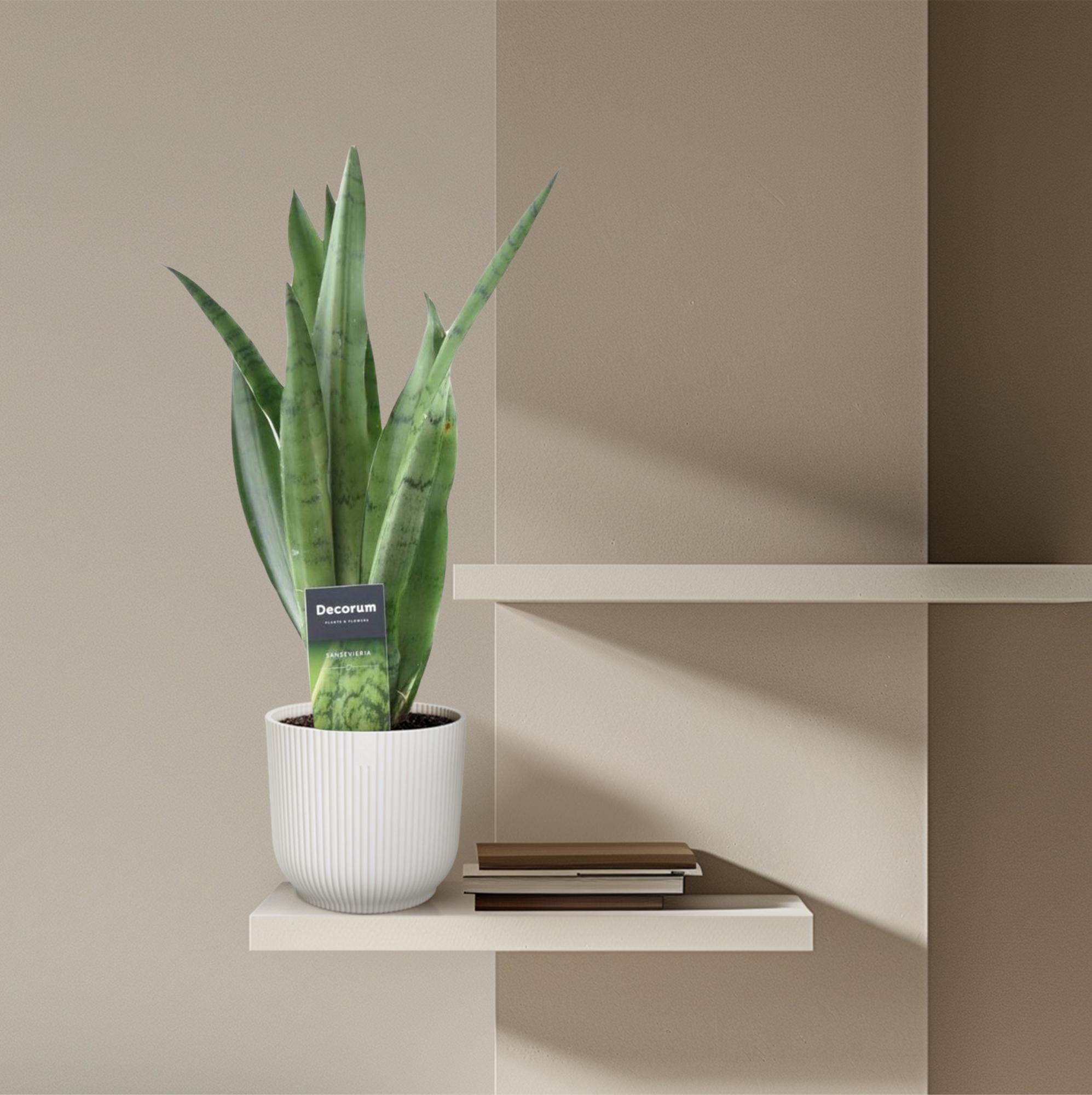Schlangenpflanze - Sansevieria Spearmint | 45 cm | Ø12
