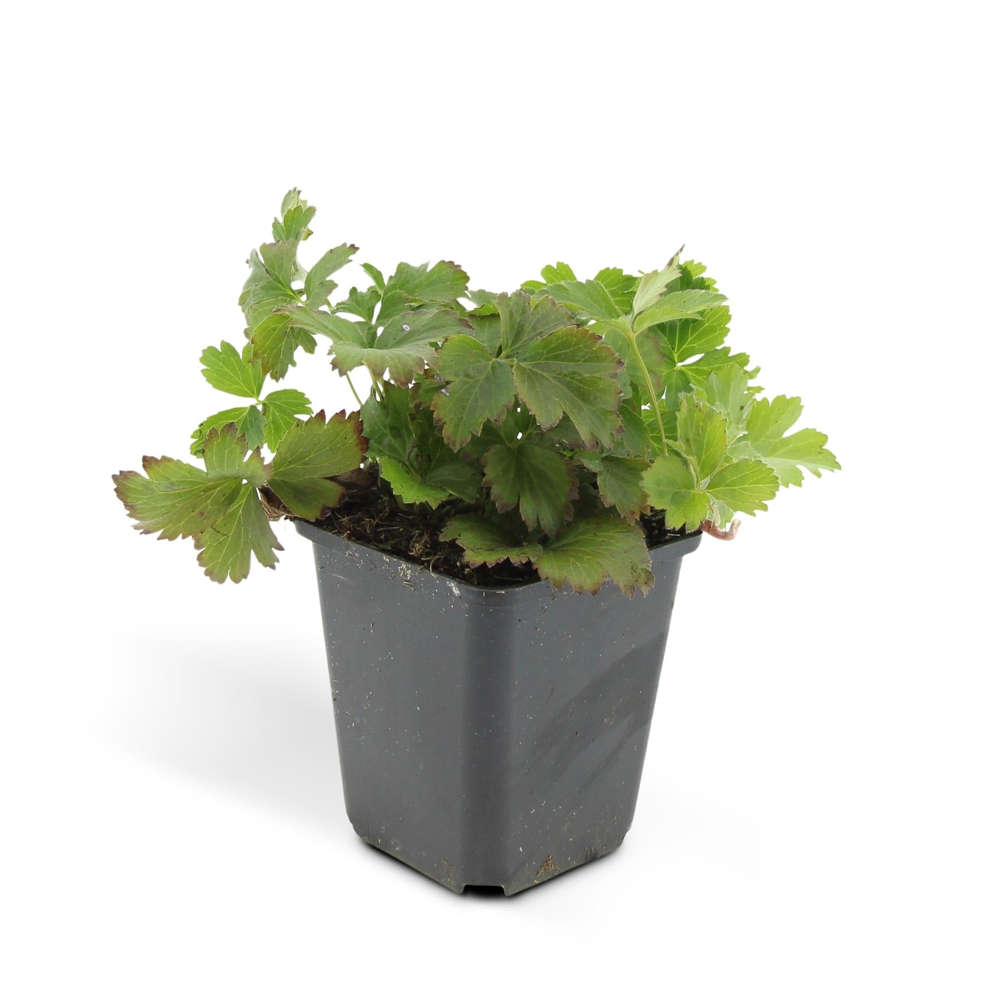 24x Golderdbeere Waldsteinia - Waldsteinie | 10-25 cm | Ø9 cm