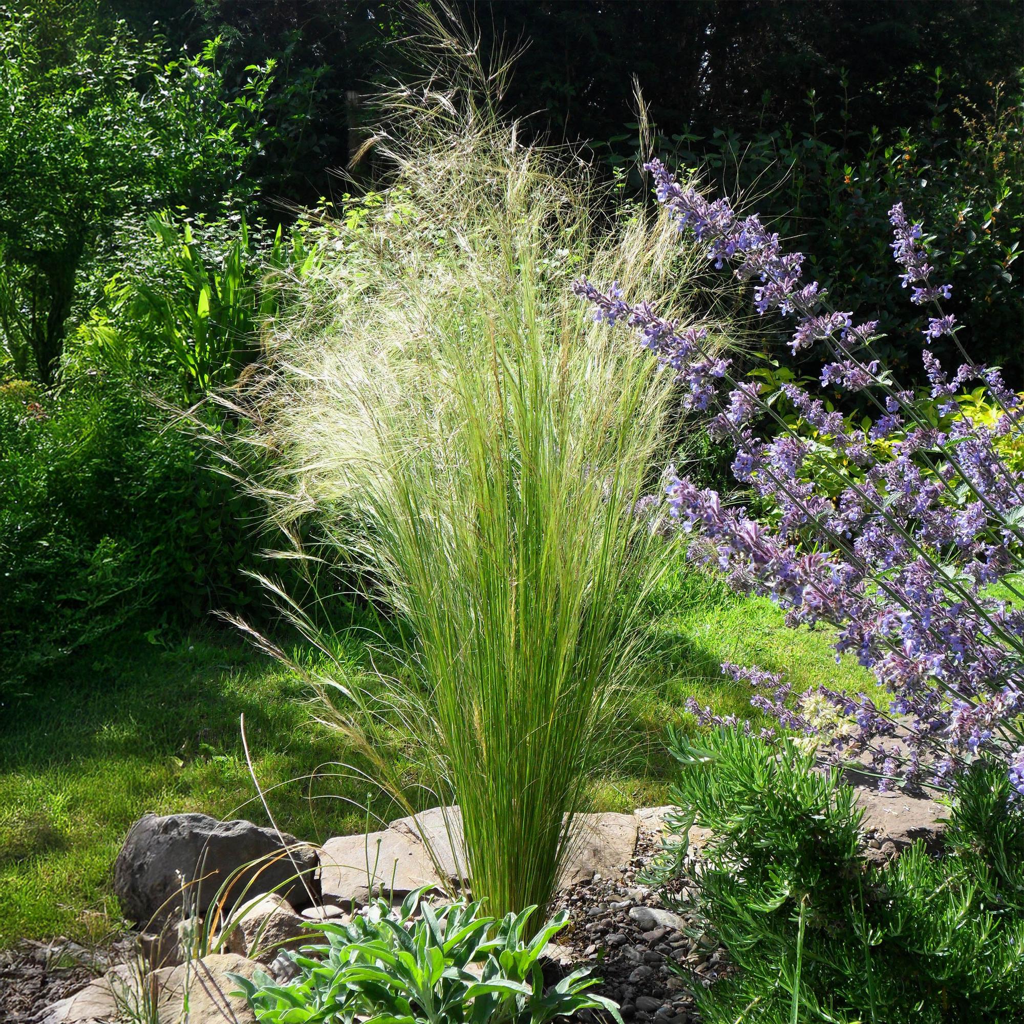 4x Federgras - Stipa tenuissima Pony Tails | 50 cm | Ø17 cm