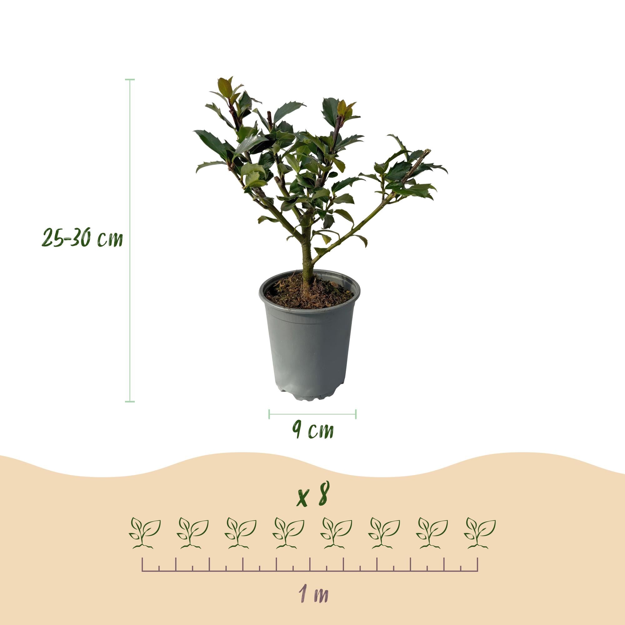 8x Stechpalme Ilex - Ilex Blue maid | 8 Pflanzen - 1 laufender Meter | Topf 9cm - Höhe 25-30cm
