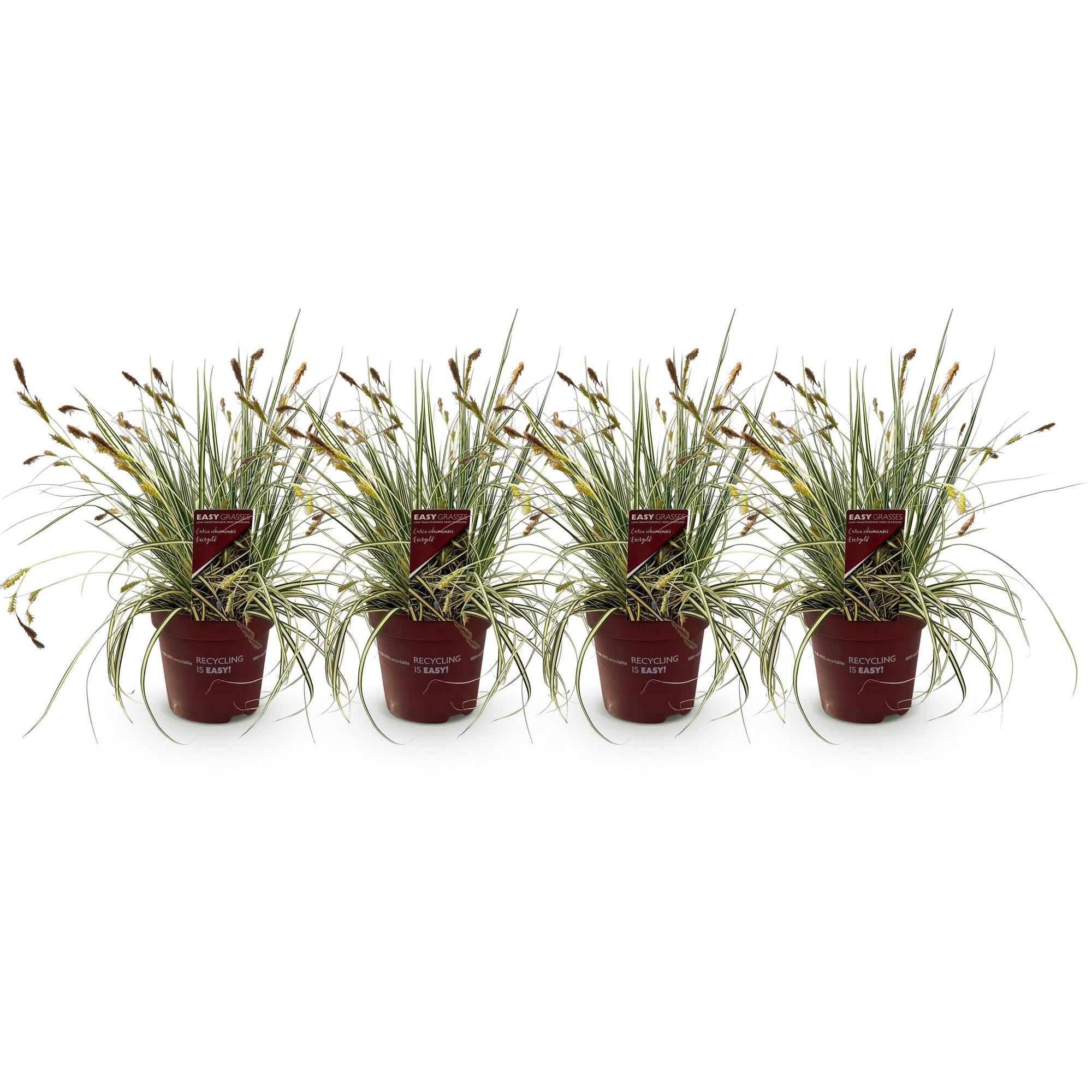 4x Japan-Segge - Carex oshimensis Evergold | 50 cm | Ø17 cm