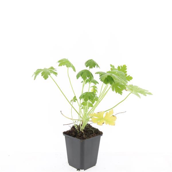 48x Großes Storchschnabel - Geranium macr. 'Spessart' | 10-25cm | Ø9cm