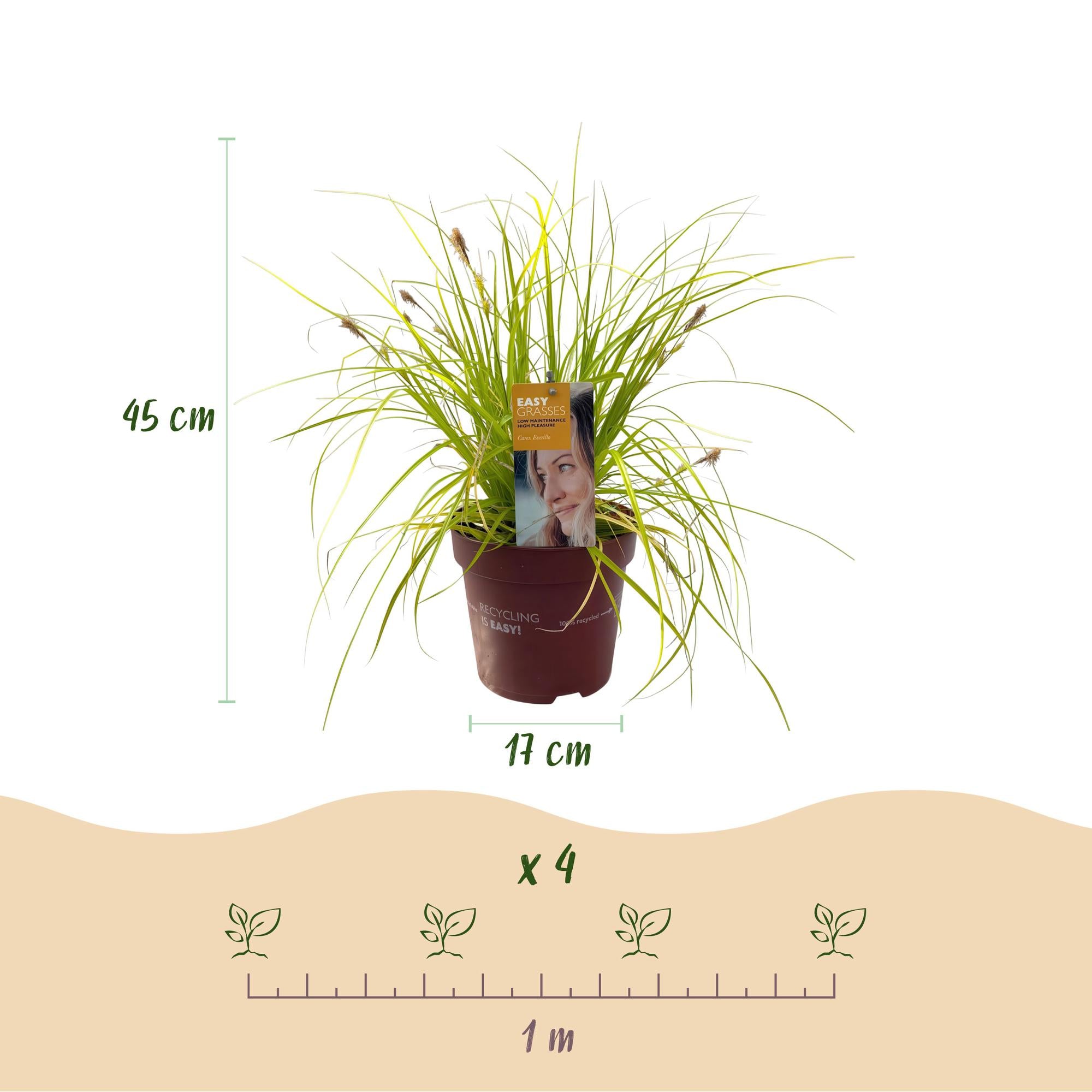 4x Japan-Segge - Carex oshimensis Everillo | 50 cm | Ø17 cm