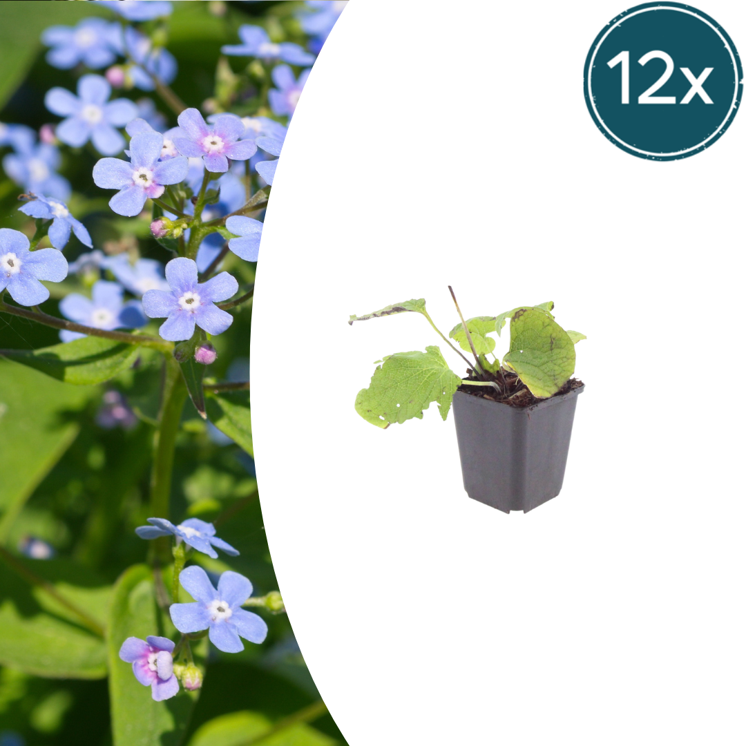 12x Kaukasisches Vergissmeinnicht - Brunnera macrophylla | 10-25 cm | Ø9 cm