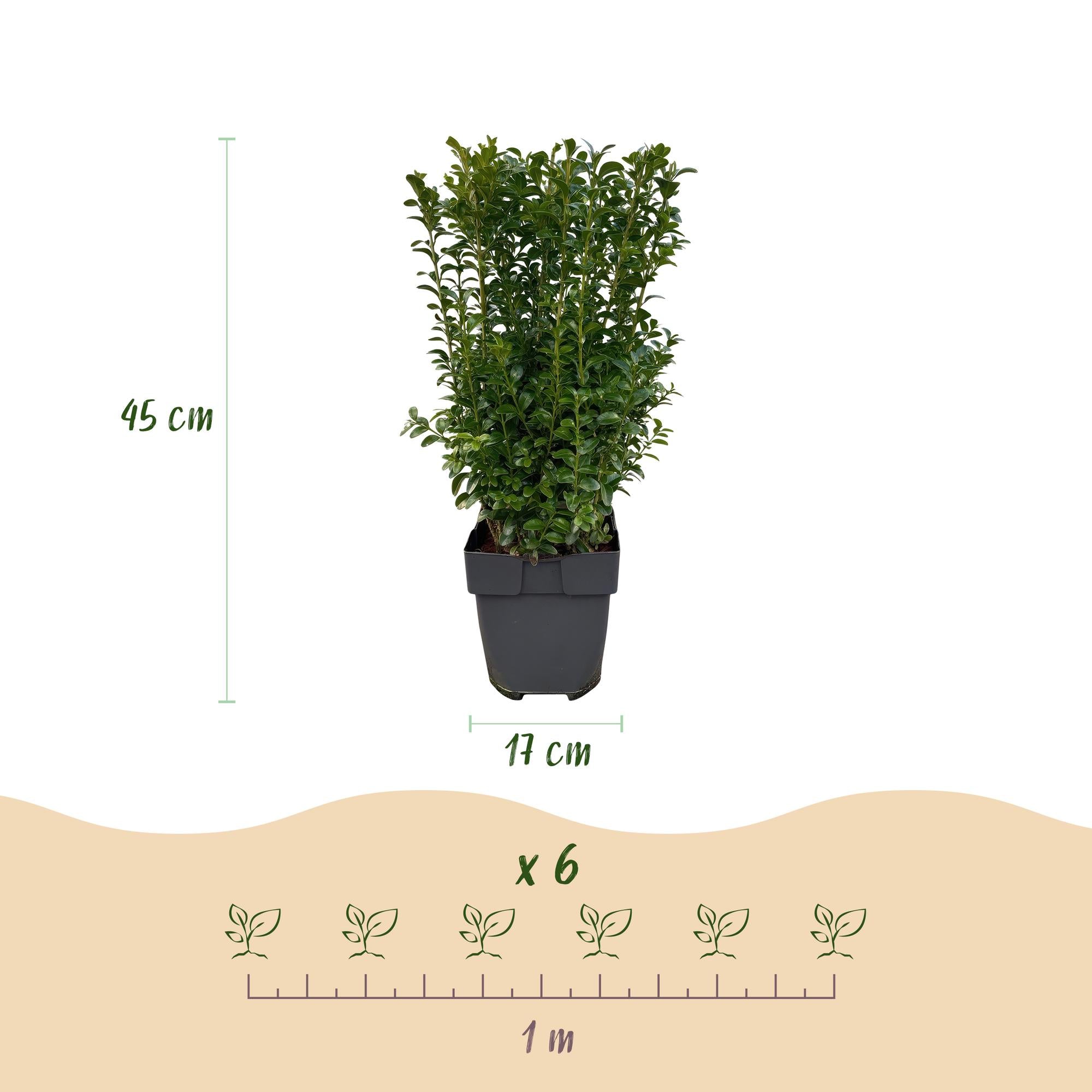 6x Buchsbaum - Buchs - Buxus sempervirens | 6 Pflanzen - 1 laufender Meter | Topf 17cm- Höhe 45cm