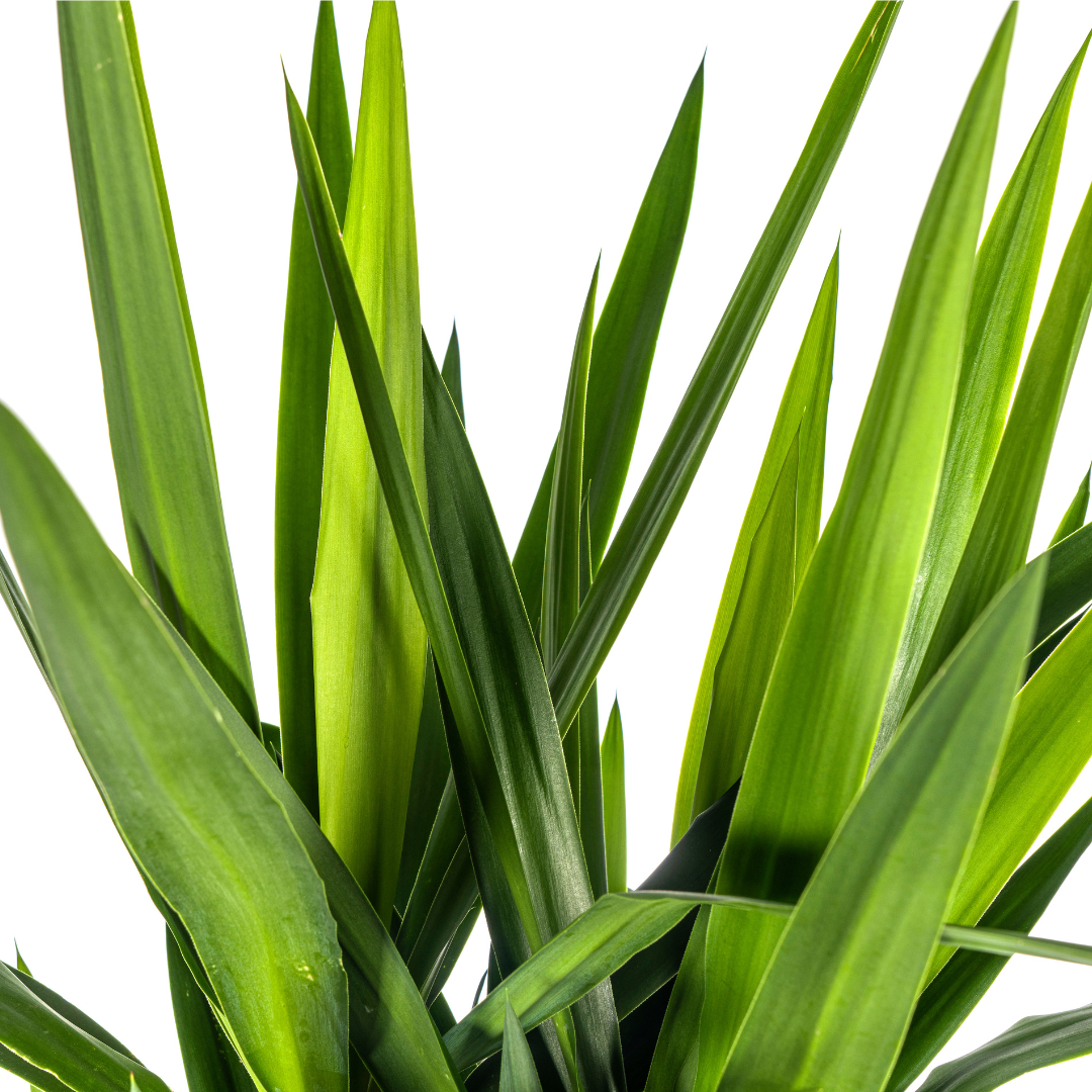 Yuccapalme - Palmlilie - Yucca Elephantipes | 150 - 170cm | Ø27cm