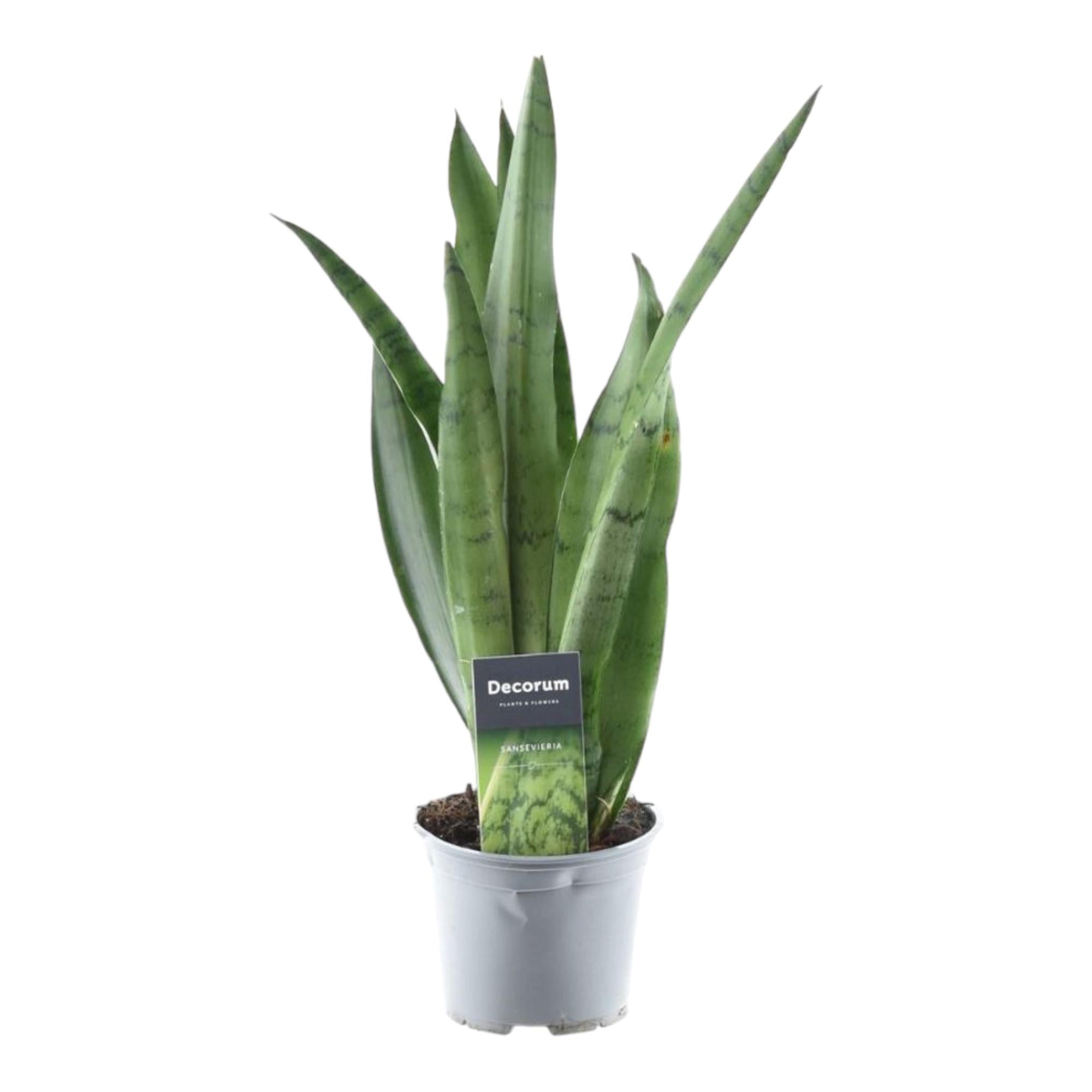 Schlangenpflanze - Sansevieria Spearmint | 45 cm | Ø12