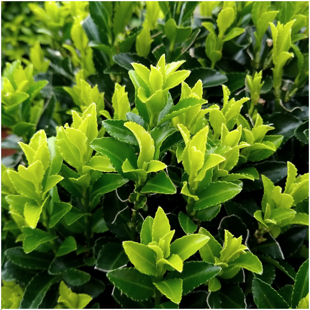 24x Spindelstrauch 'Green Spire' – Euonymus japonicus | Für 3 Meter Hecke | 15 cm hoch | Ø7 cm Topf